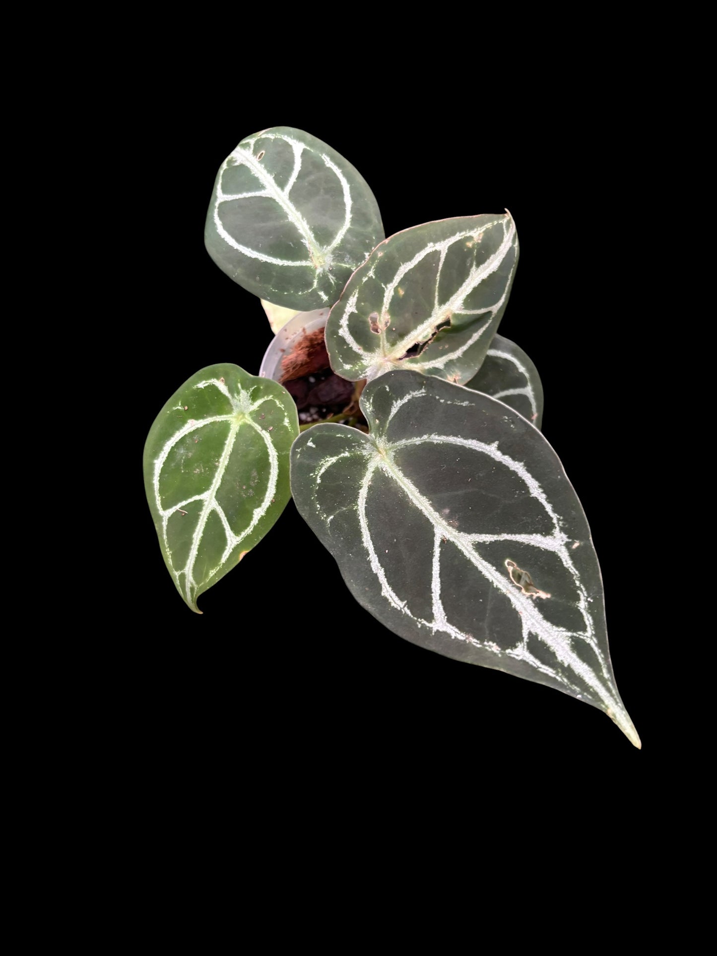 Anthurium forgetii silver hybrid