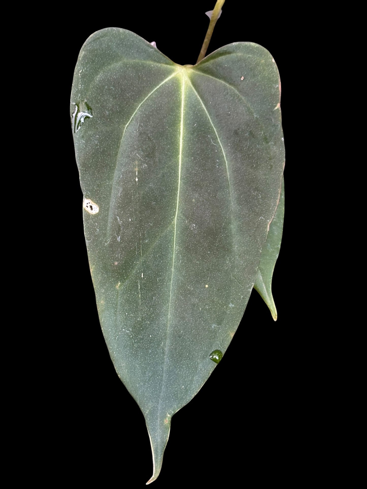 Anthurium Rebellion - plant B