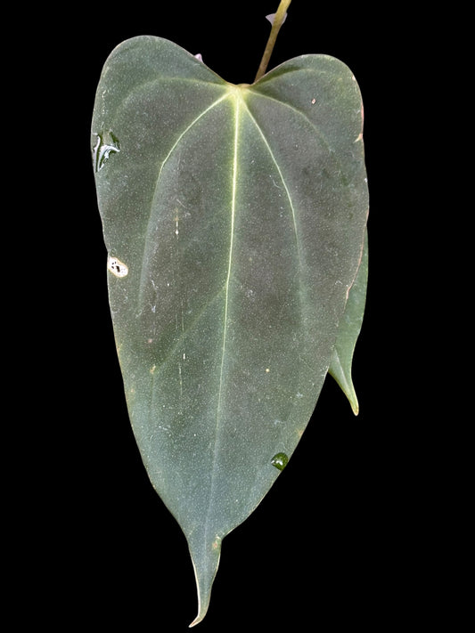 Anthurium Rebellion - plant B
