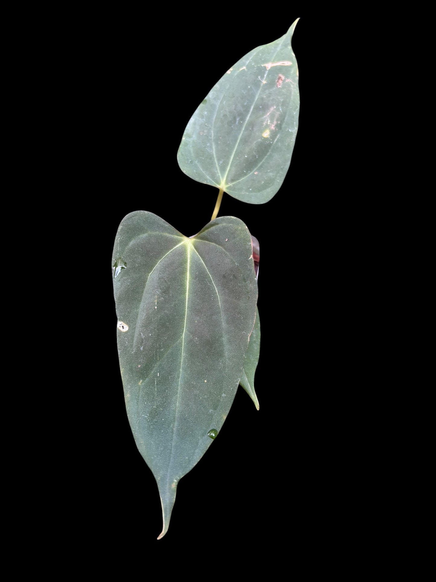 Anthurium Rebellion - plant B