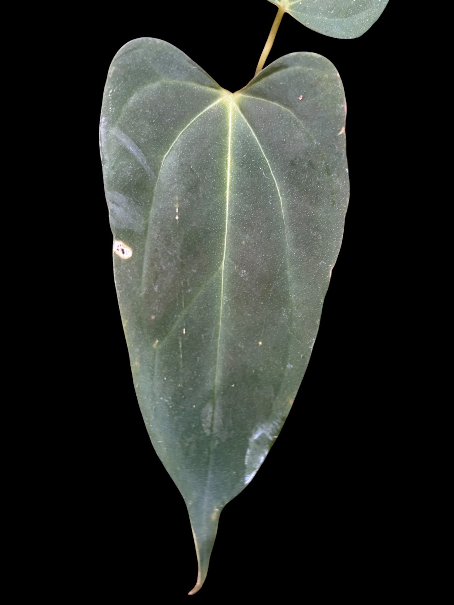 Anthurium Rebellion - plant B