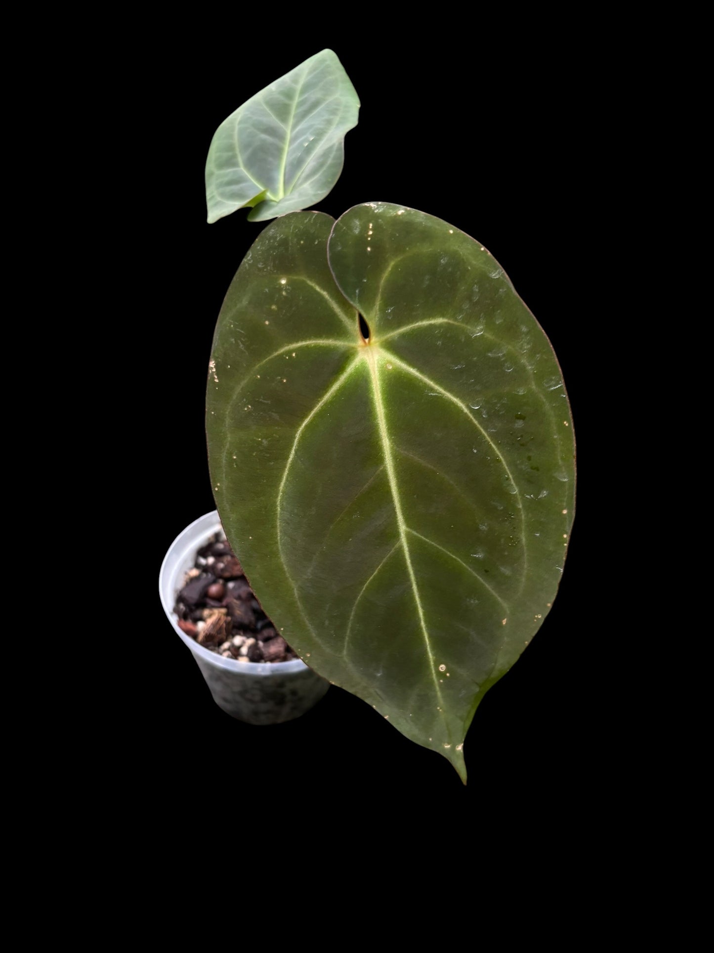 Anthurium dark phoenix x goliath