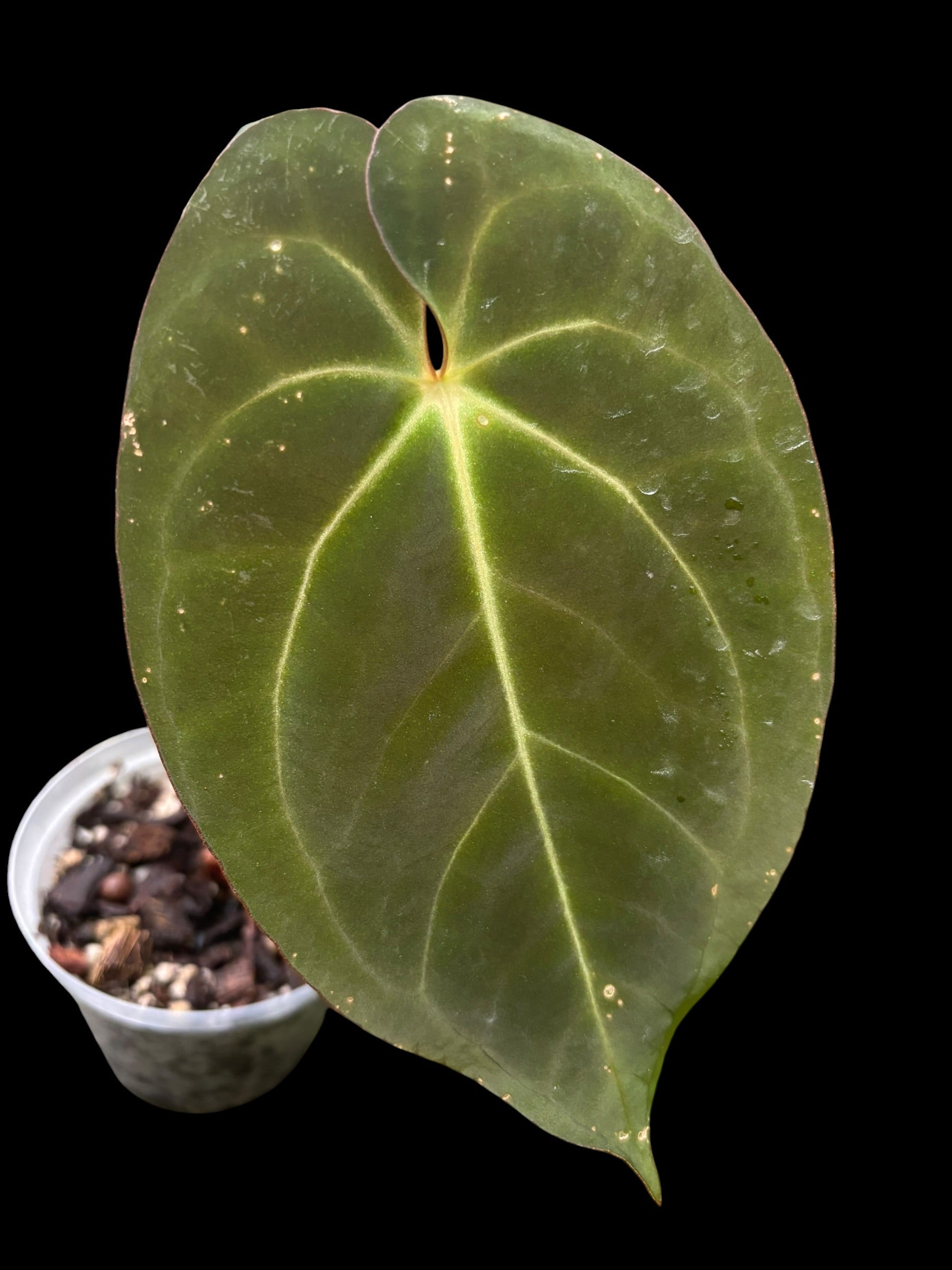 Anthurium \"Rom's black\" seedling② Anthurium Black Sweet X Black (BIB) showcases luxurious deep black