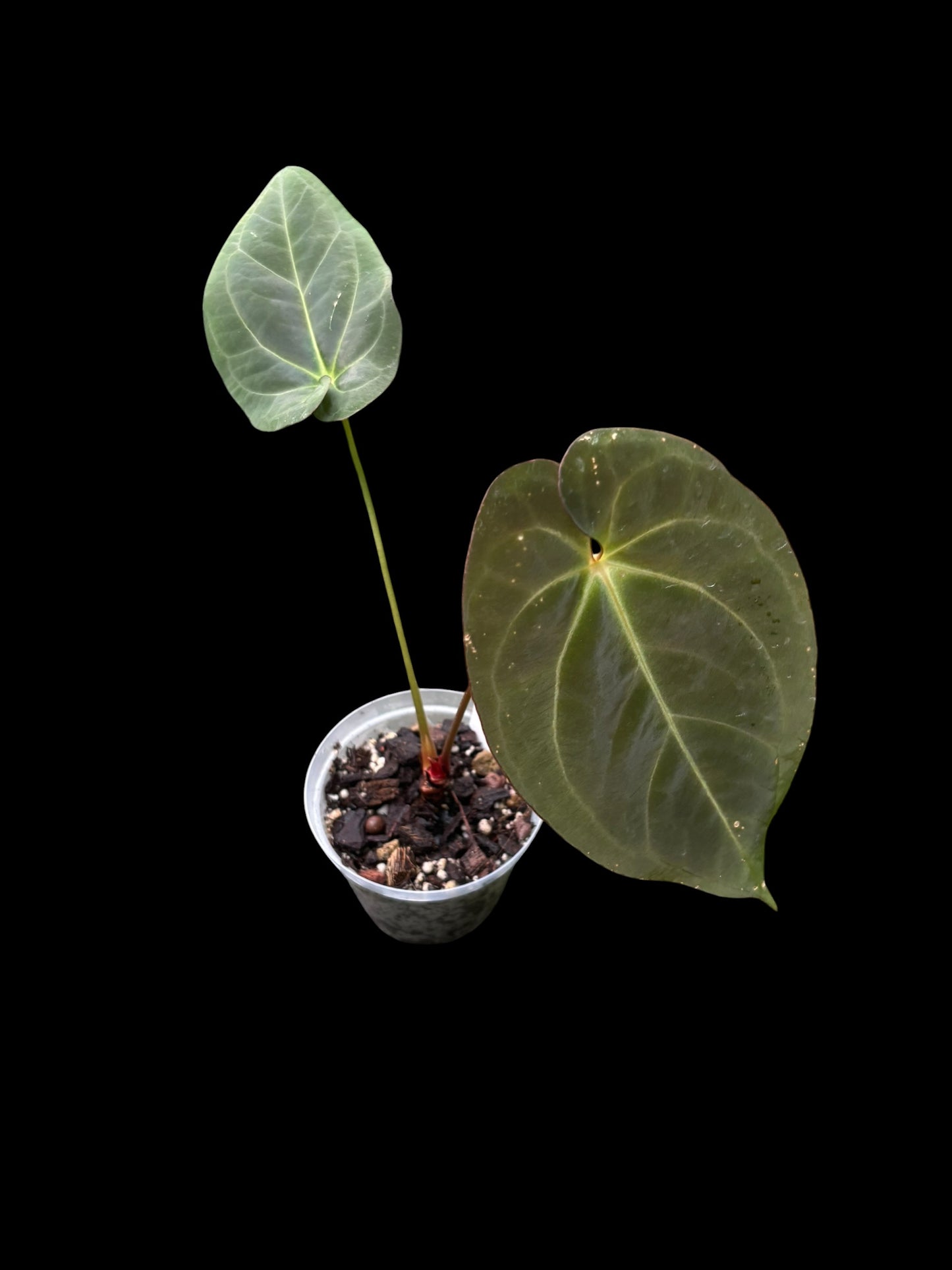 Anthurium dark phoenix x goliath