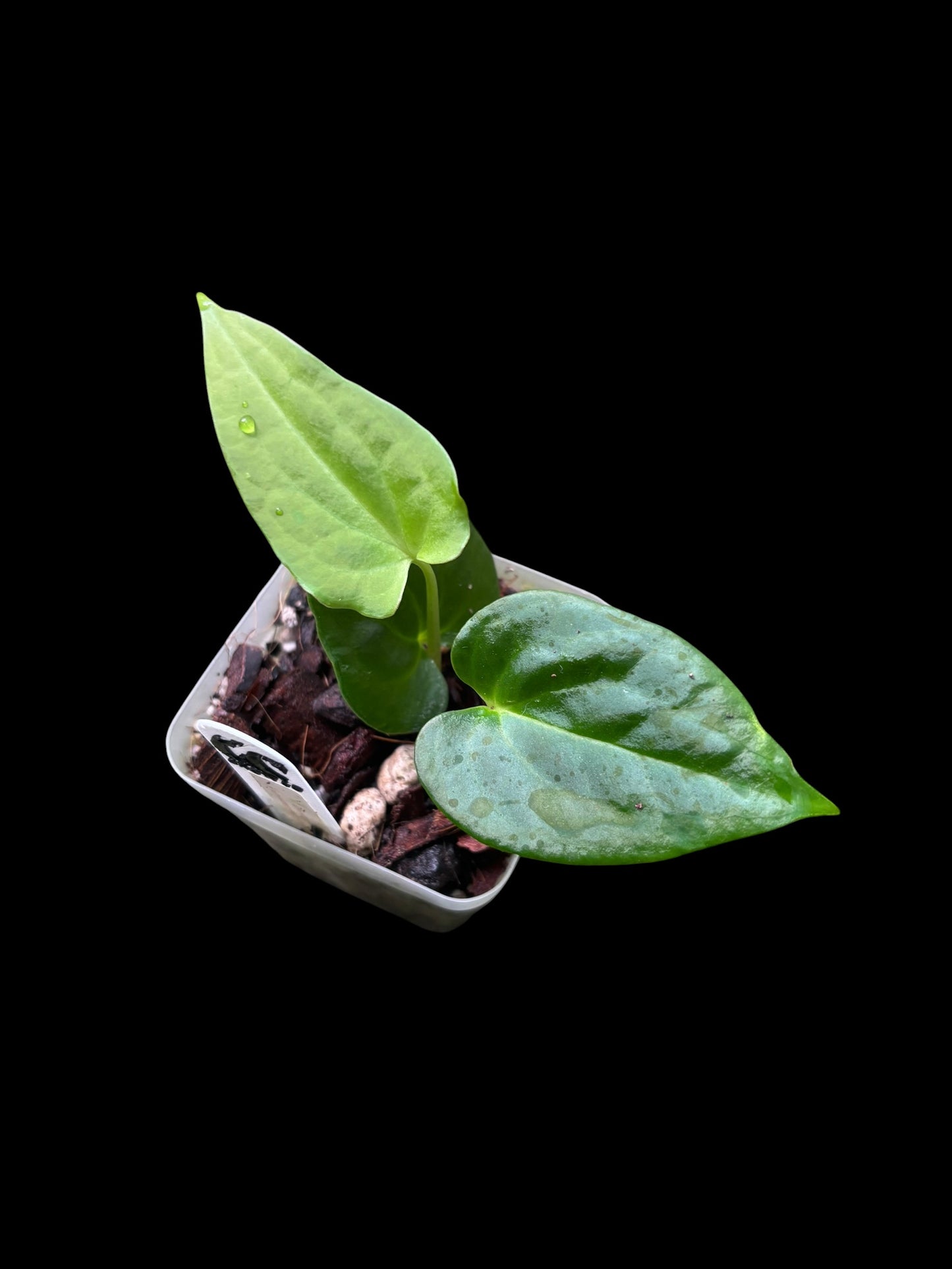 Anthurium papillilaminum x papillilaminum