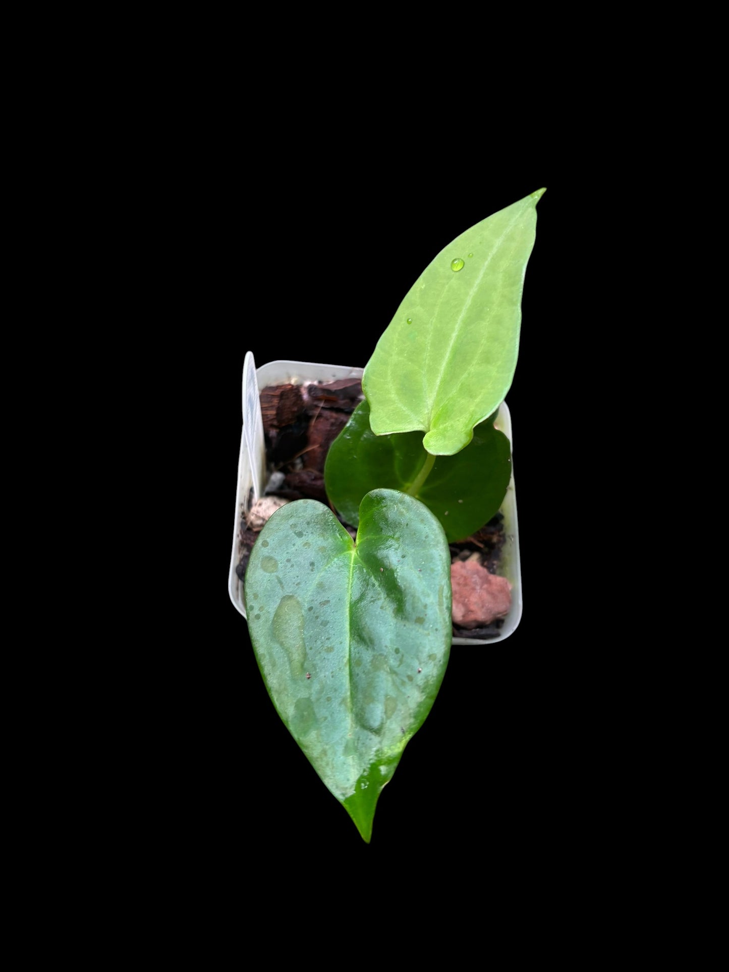 Anthurium papillilaminum x papillilaminum