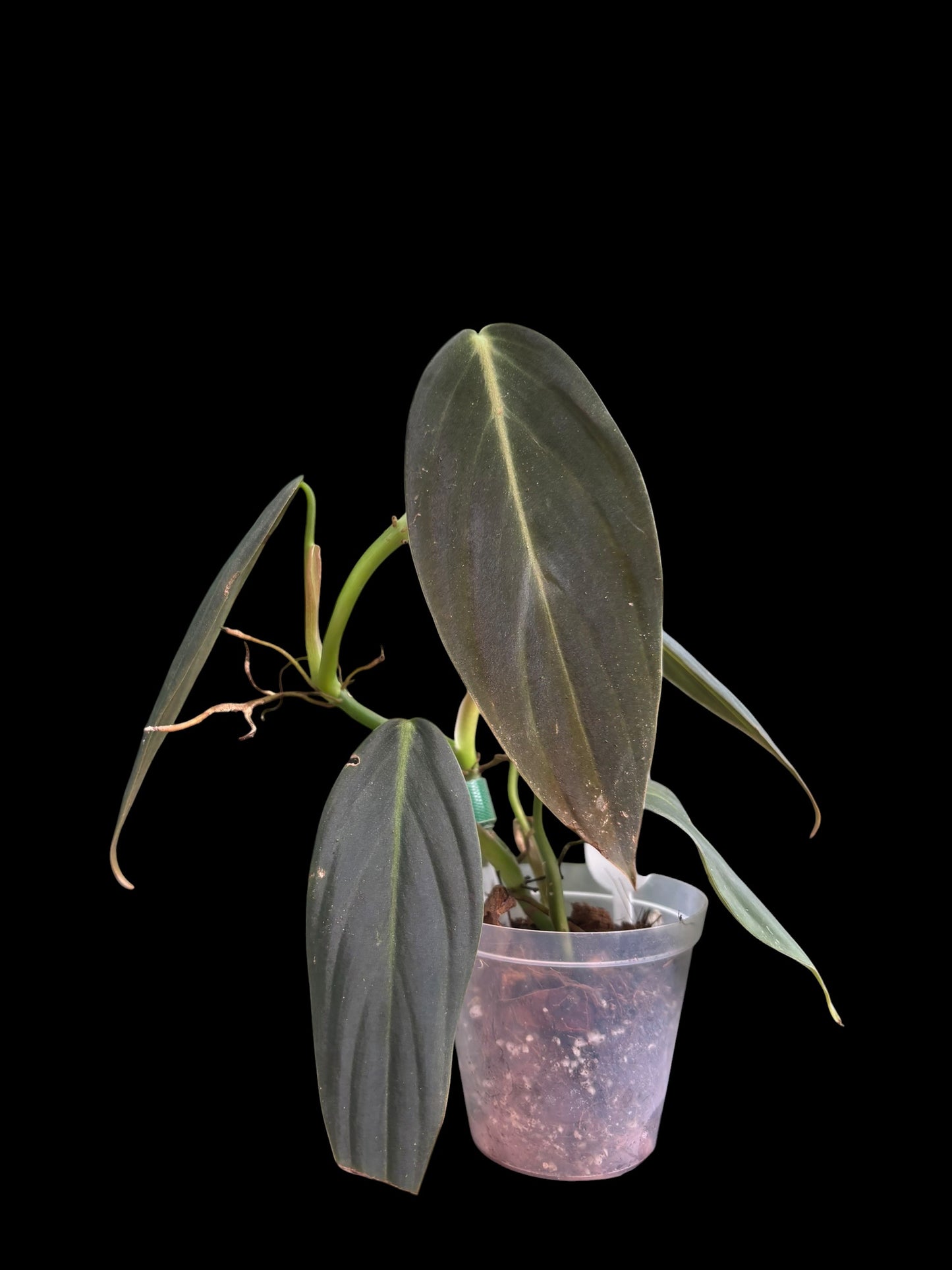 Philodendron gigas
