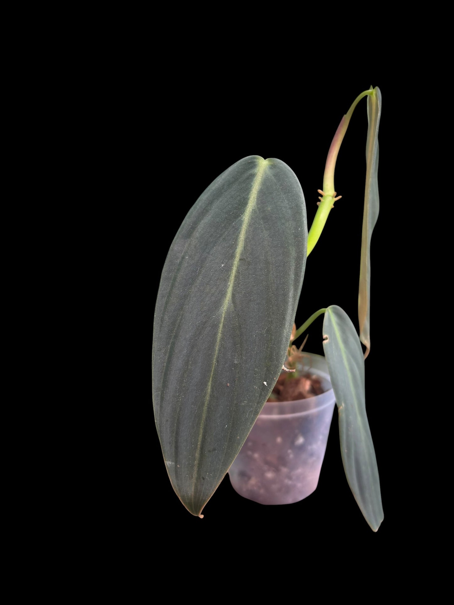 Philodendron gigas