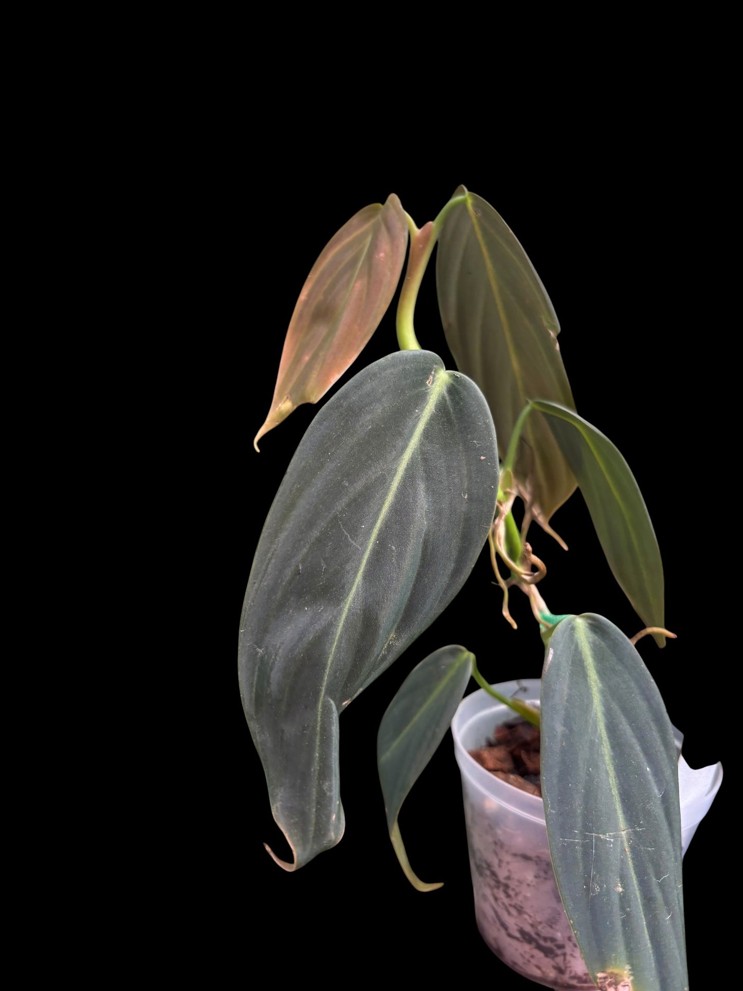 Philodendron gigas