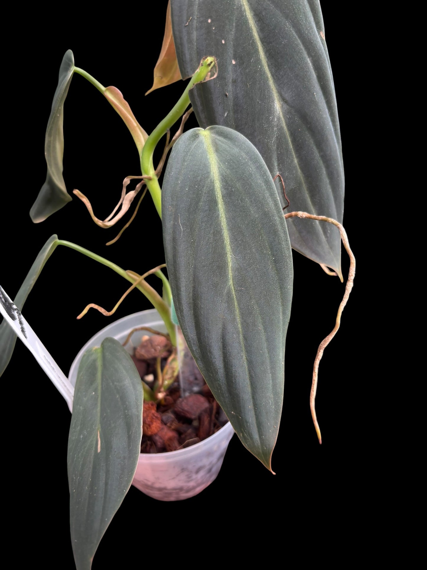 Philodendron gigas