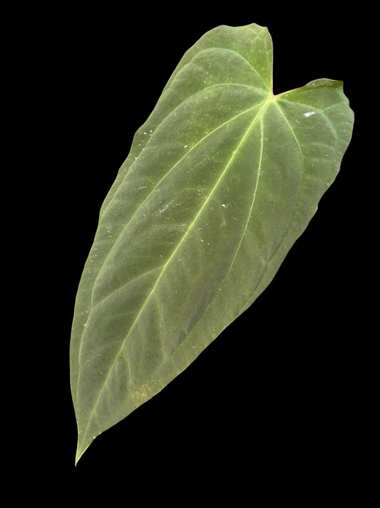 Anthurium corduroy x fort sherman