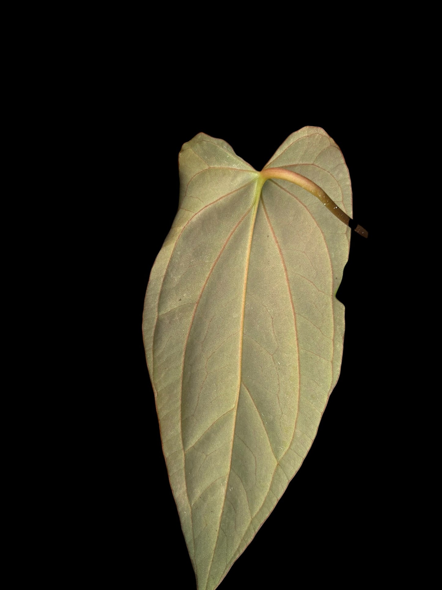 Anthurium corduroy x fort sherman