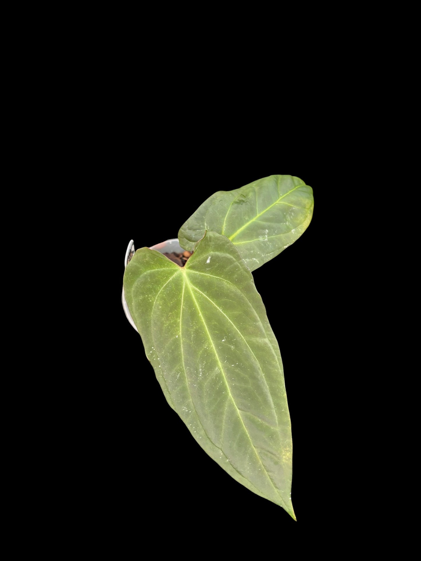Anthurium corduroy x fort sherman