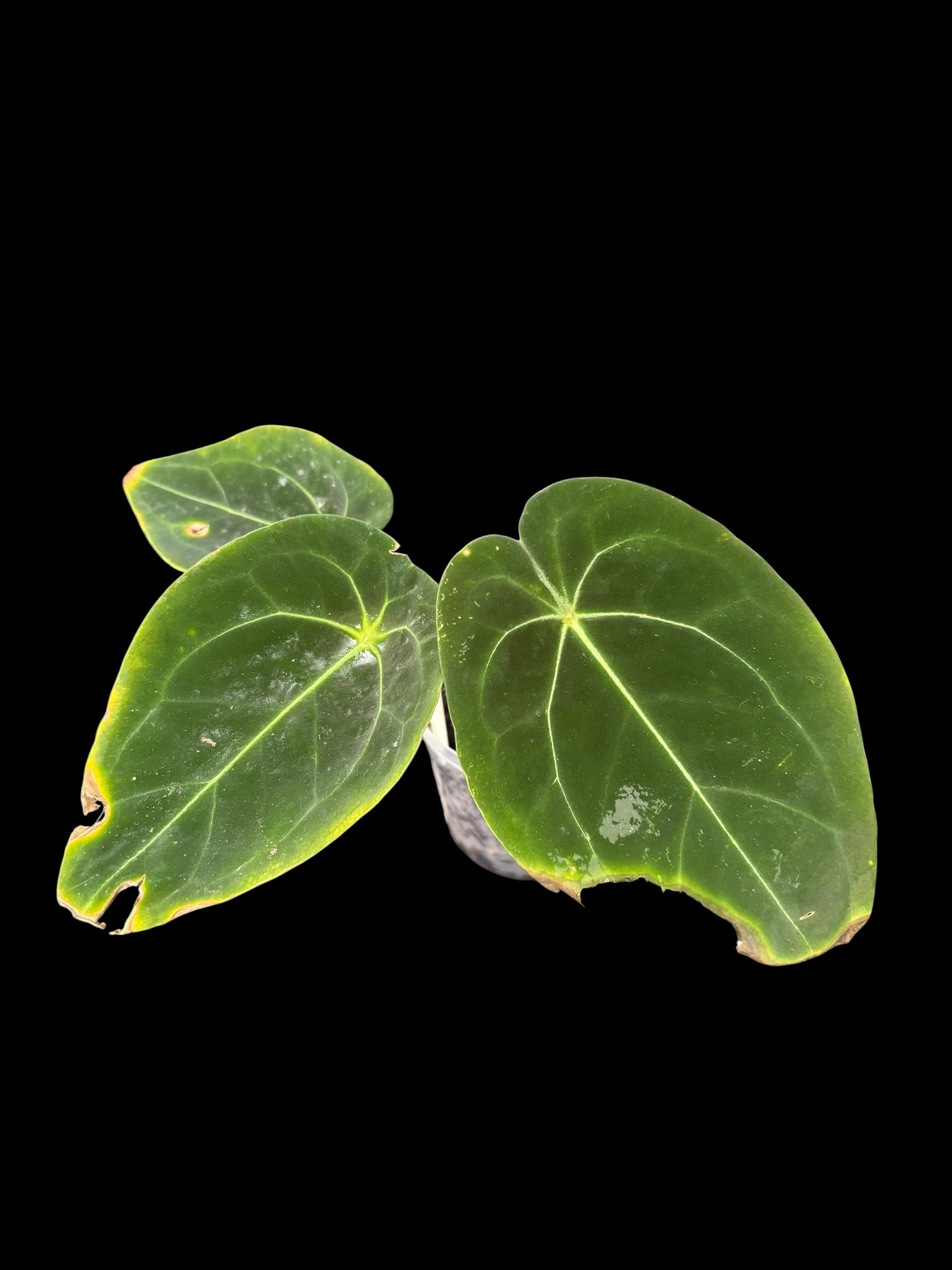 Anthurium blue papillilaminum x forgetii