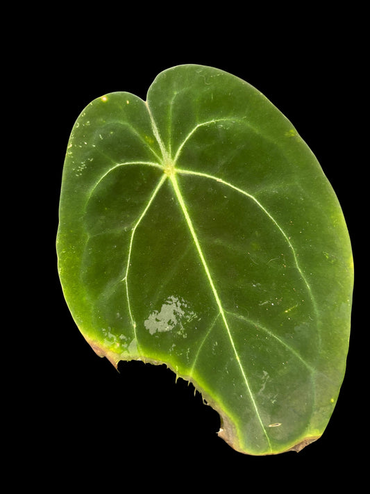 Anthurium blue papillilaminum x forgetii