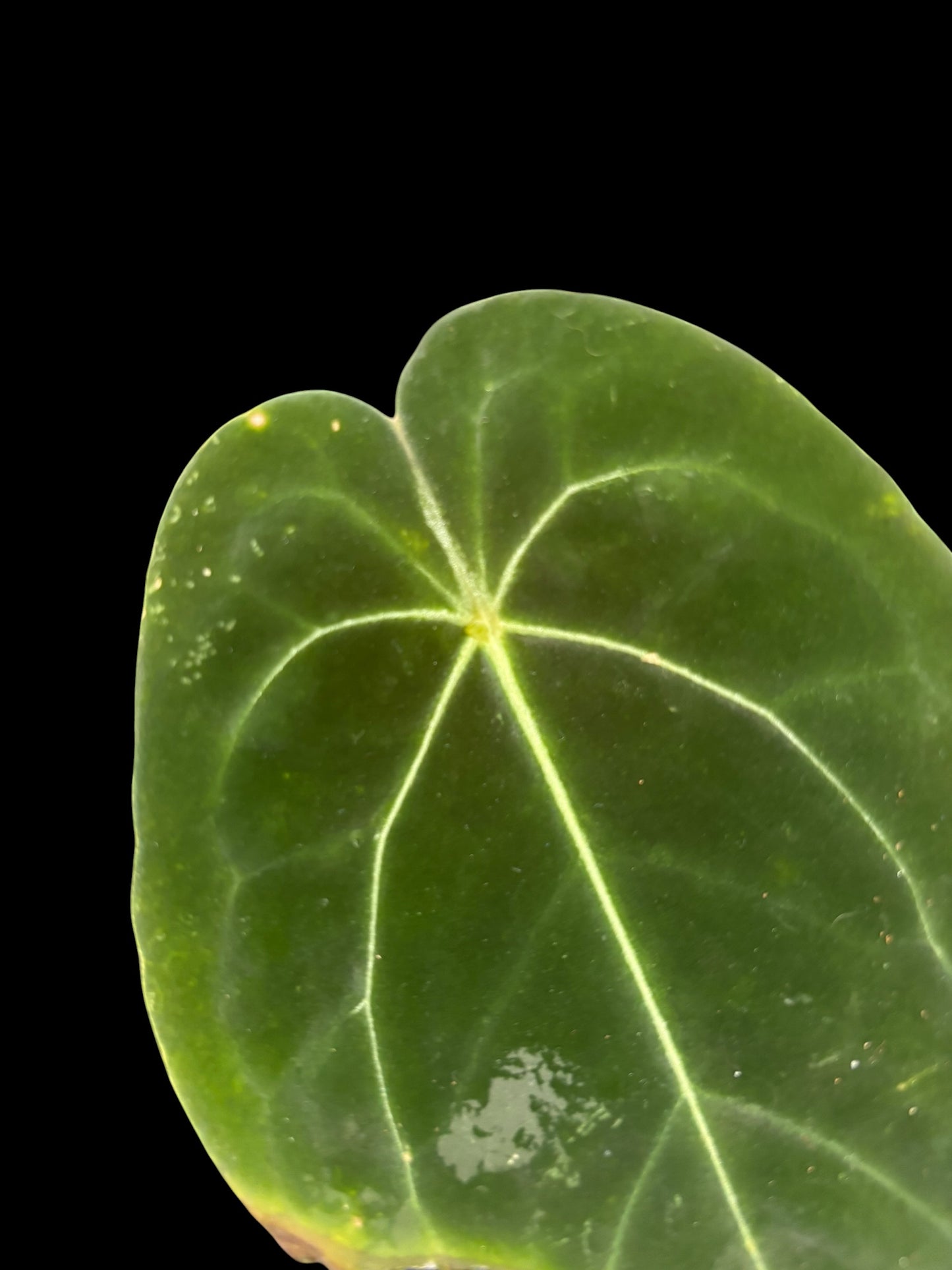 Anthurium blue papillilaminum x forgetii