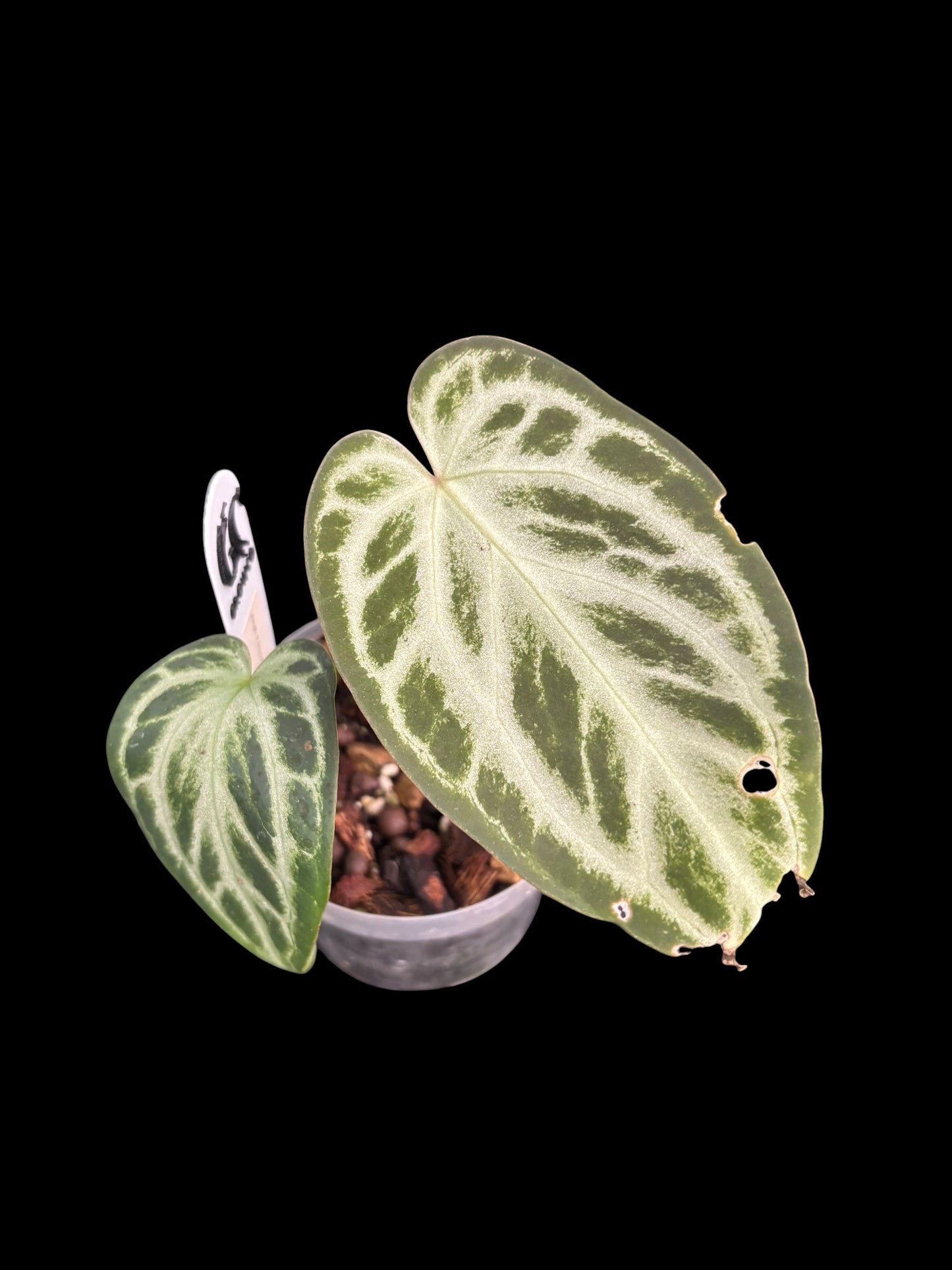 Anthurium muchlis x silver blush