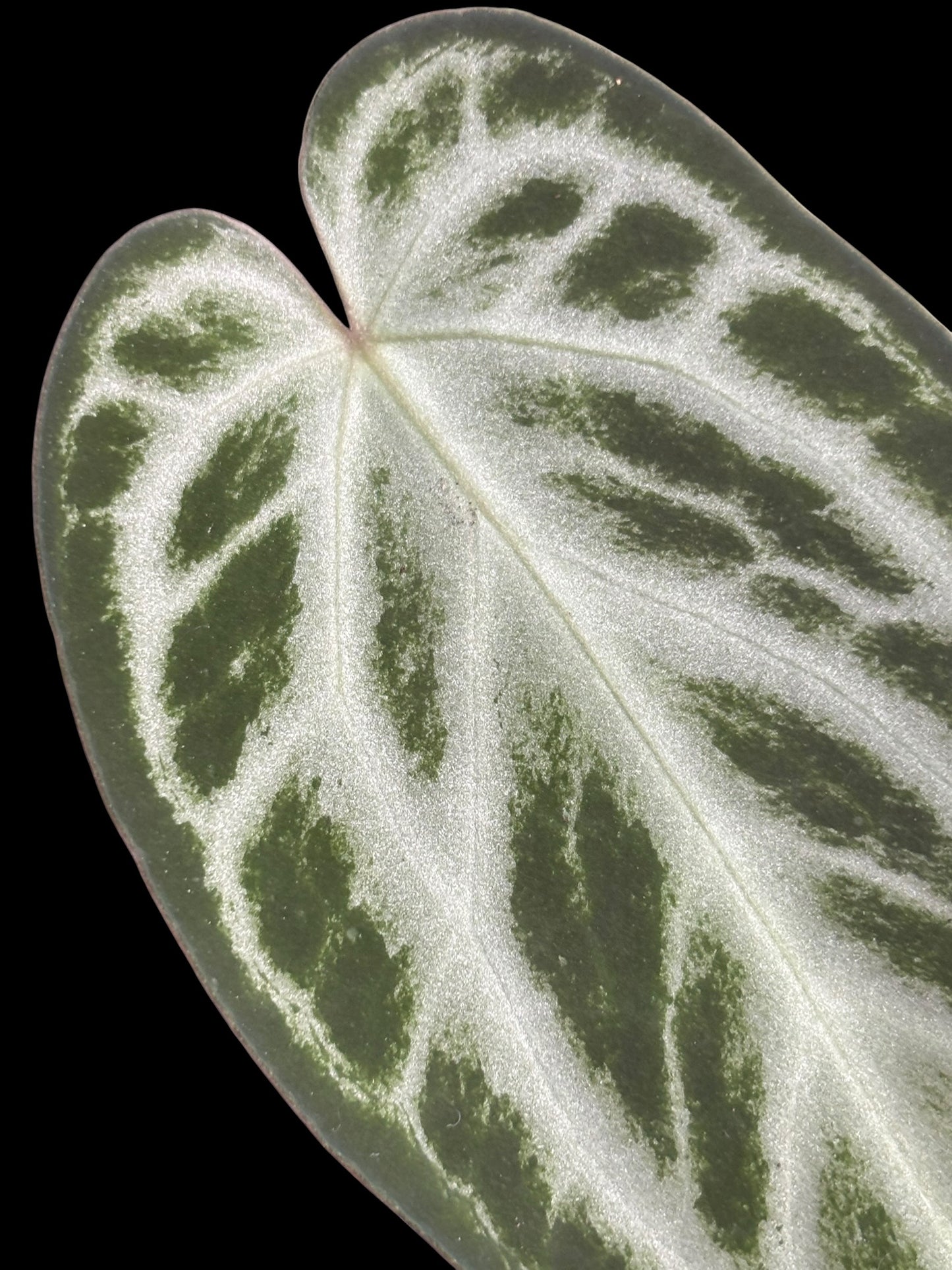 Anthurium muchlis x silver blush