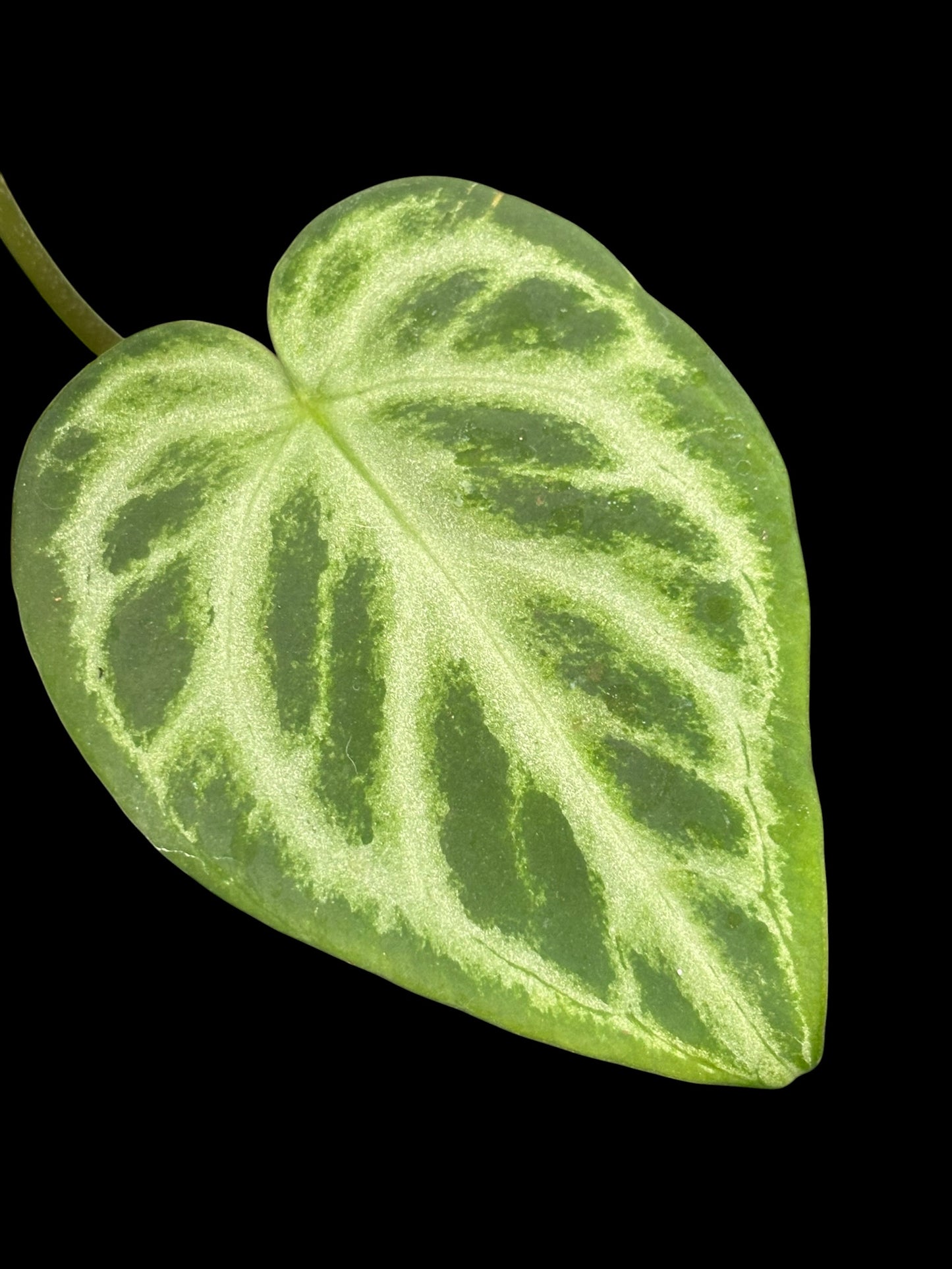 Anthurium muchlis x silver blush