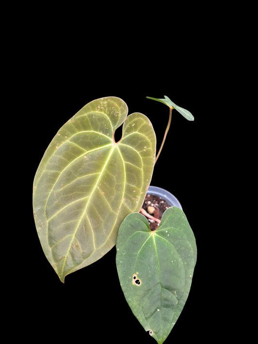 Anthurium black phoenix (Bloody night x dark phoenix)
