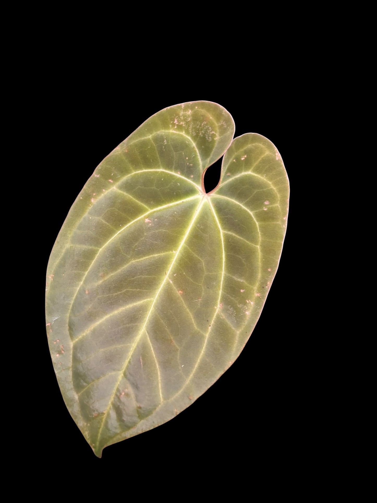 Anthurium black phoenix (Bloody night x dark phoenix)
