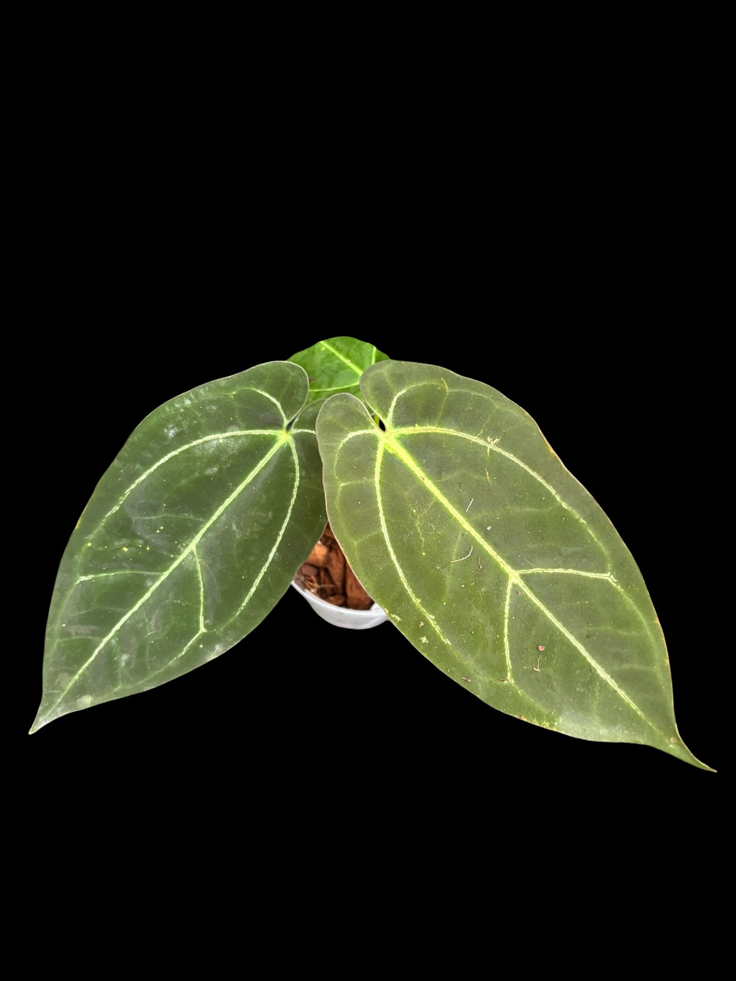 Anthurium goliath x panglima - Plant A