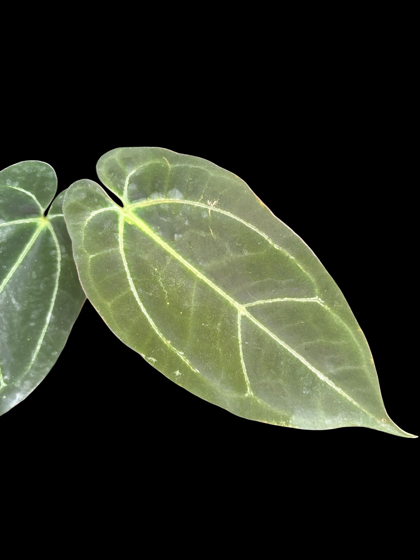 Anthurium goliath x panglima - Plant A