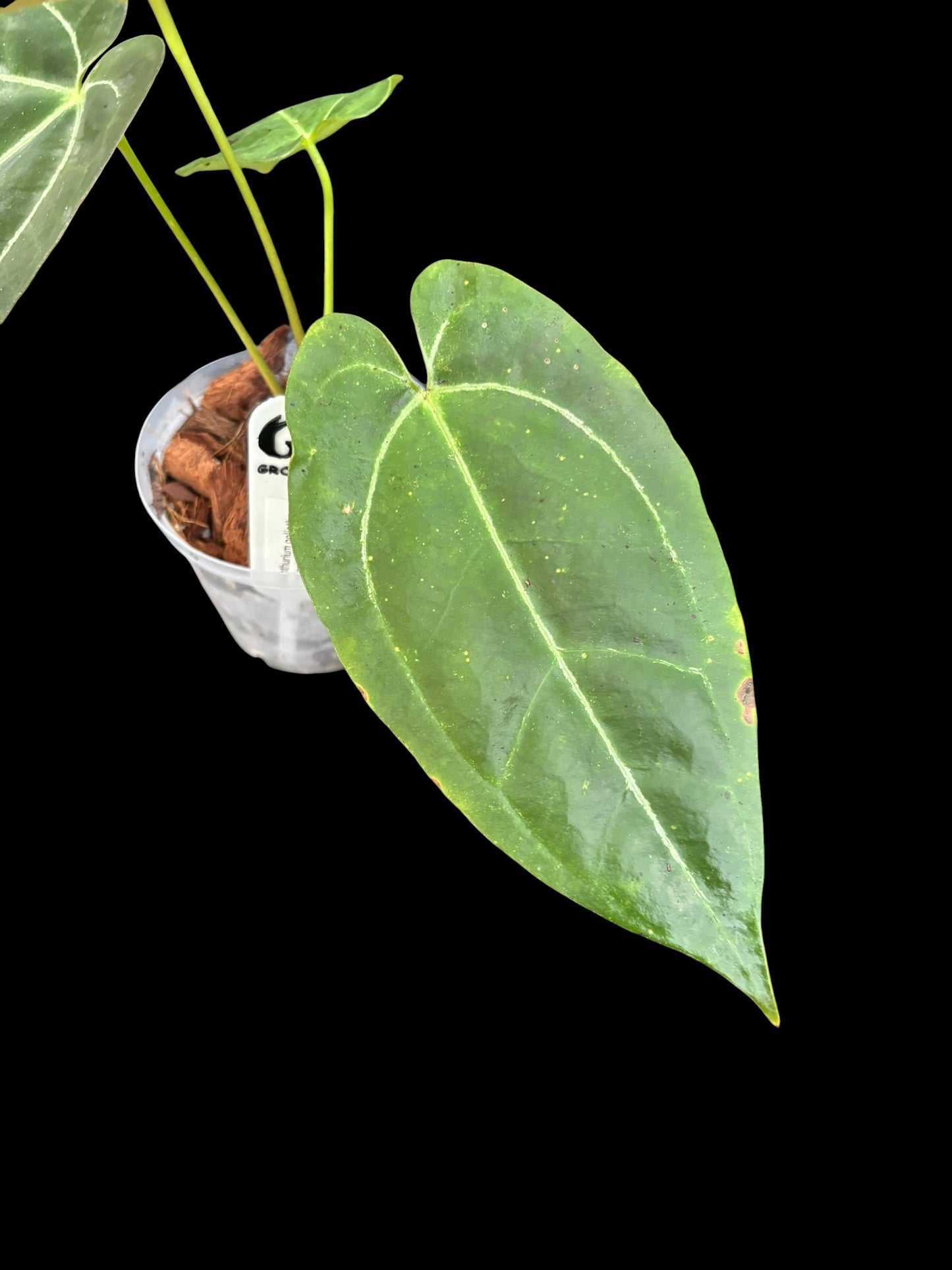 Anthurium goliath x panglima - Plant A