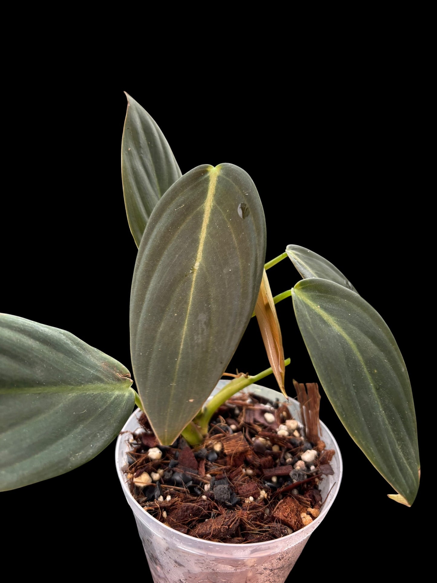 Philodendron gigas