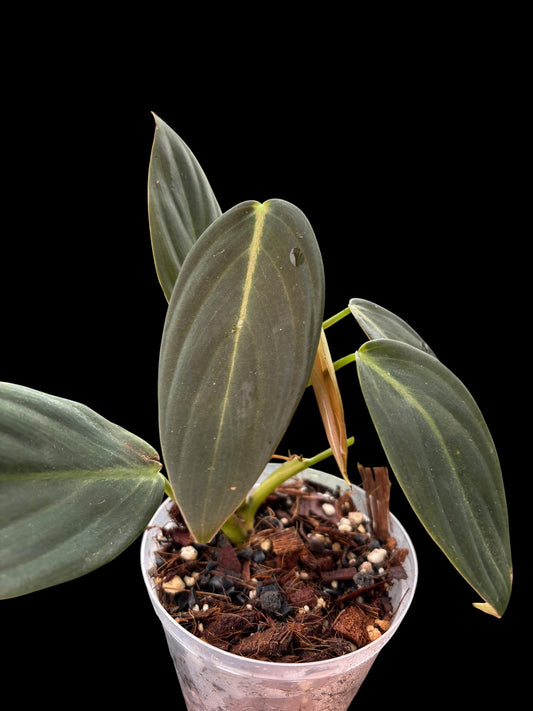 Philodendron gigas