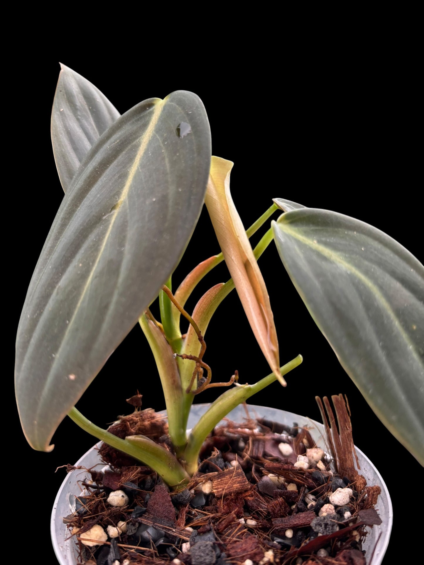 Philodendron gigas