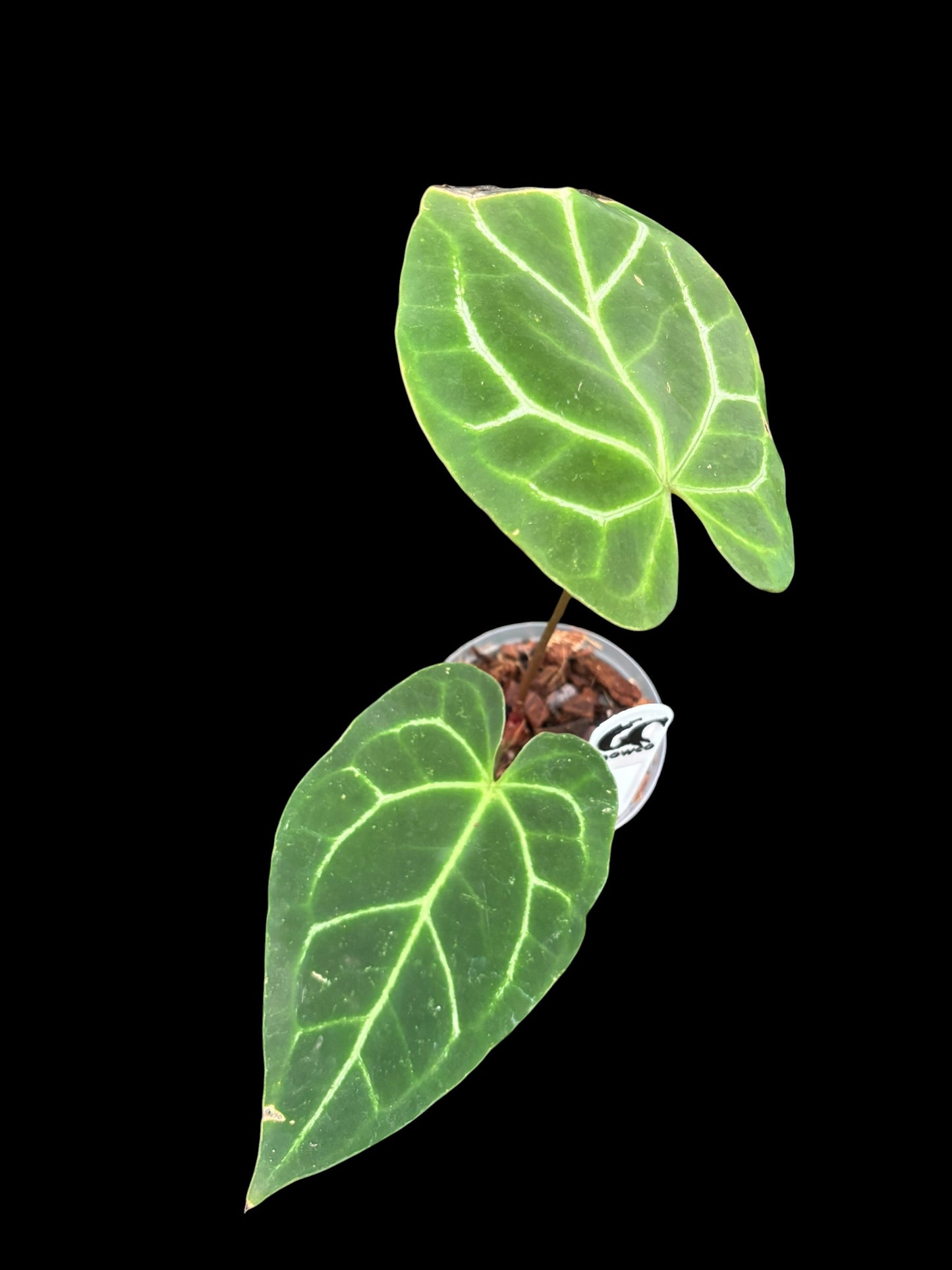 Anthurium petir