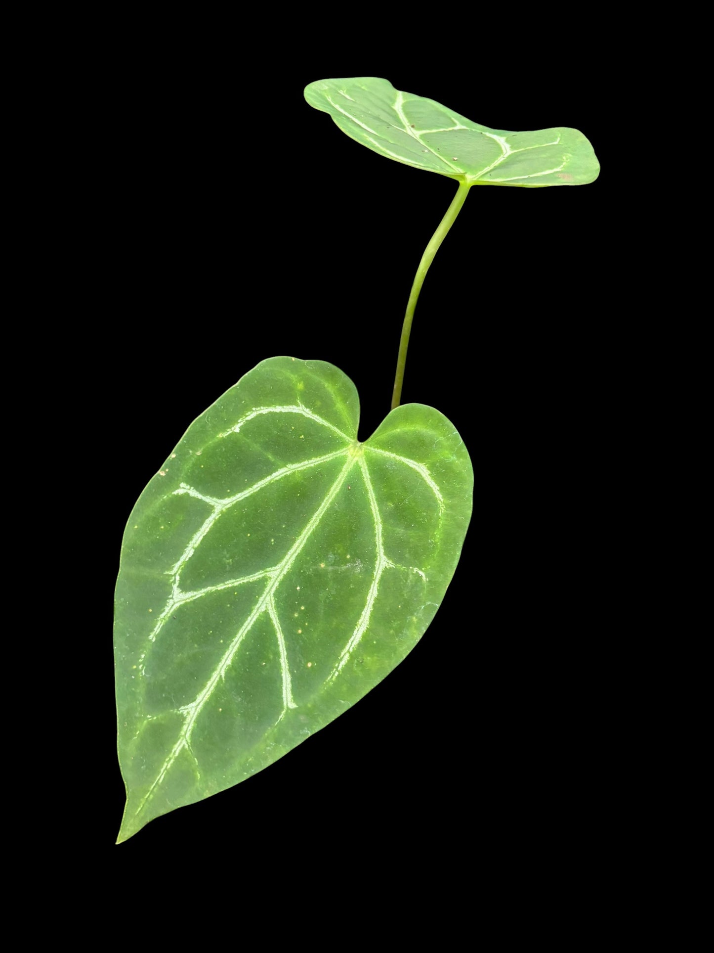 Anthurium petir