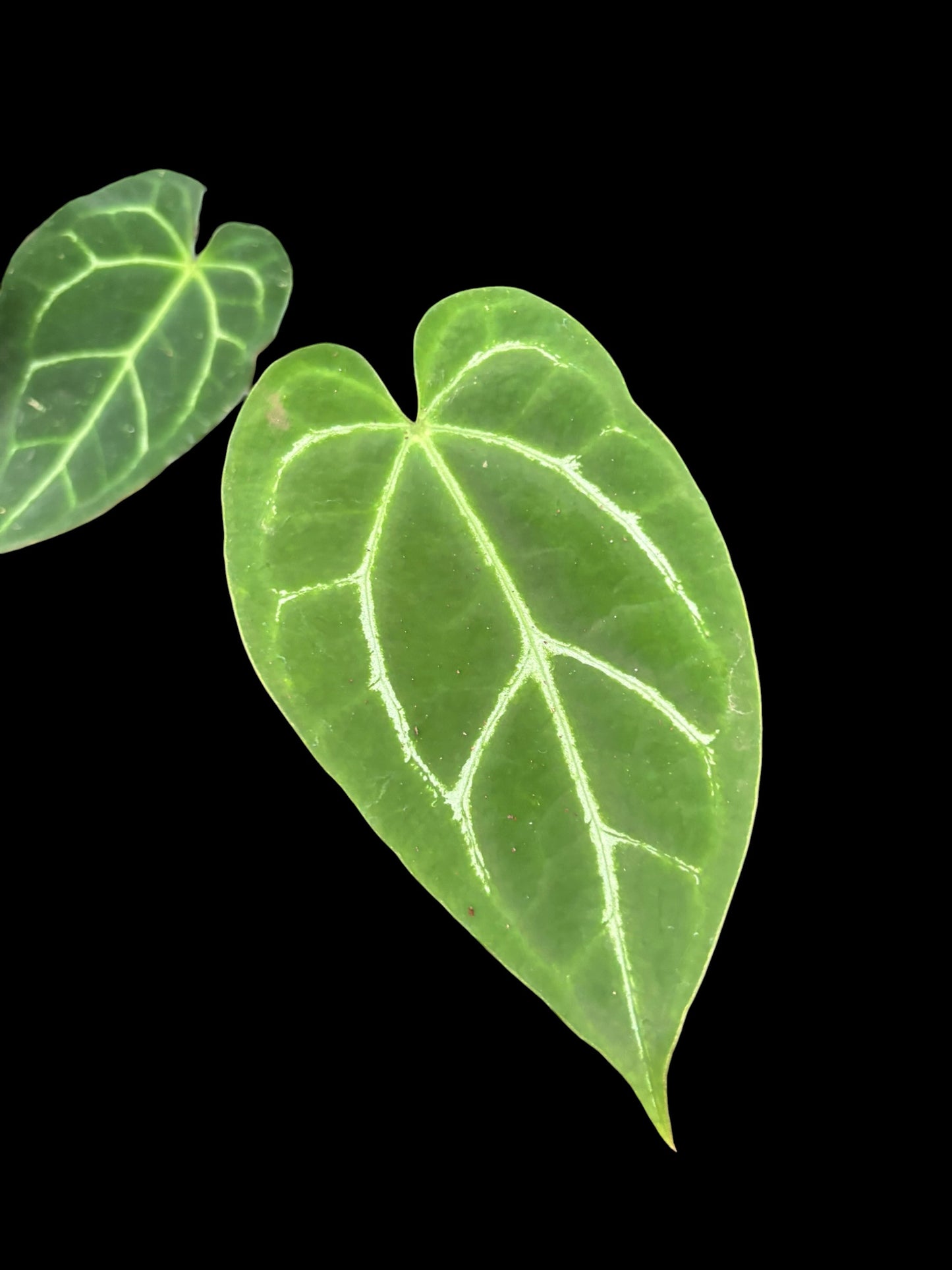 Anthurium petir