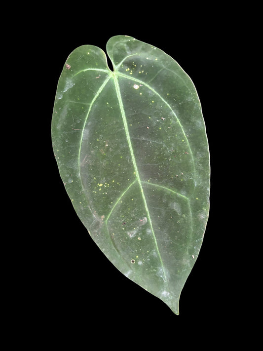 Anthurium goliath x panglima - Plant B