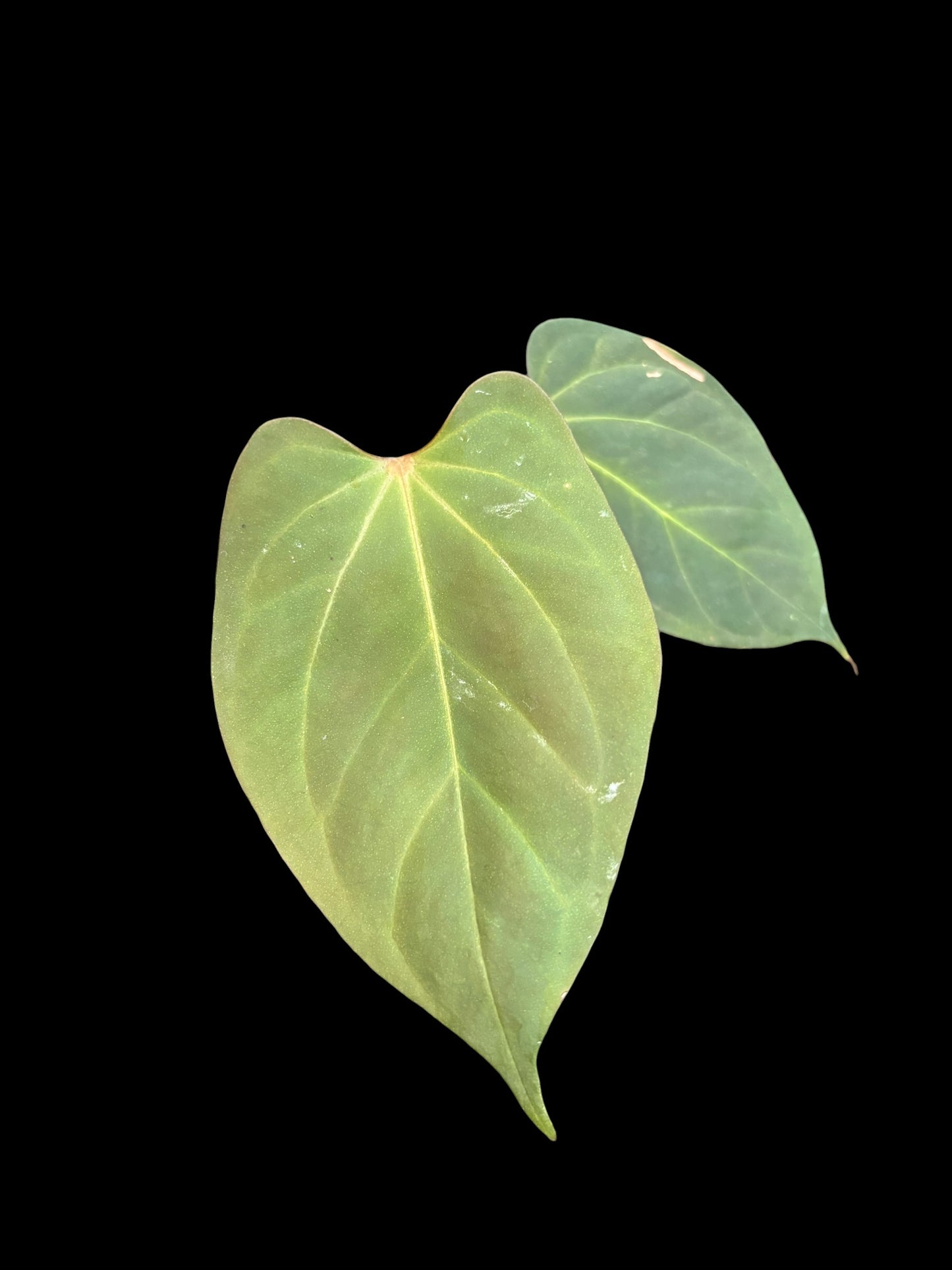 Anthurium red gunsal x black sweet