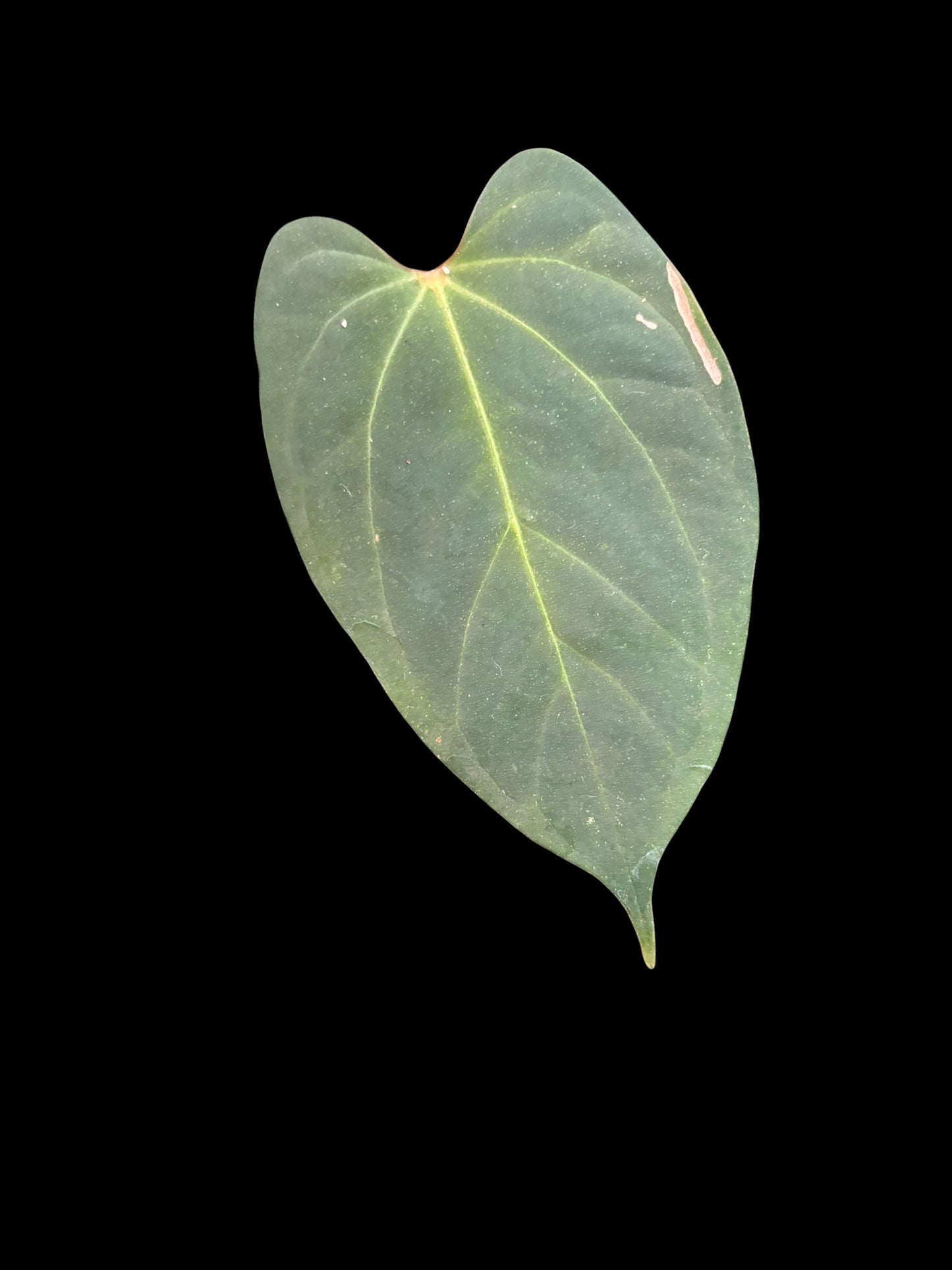 Anthurium red gunsal x black sweet