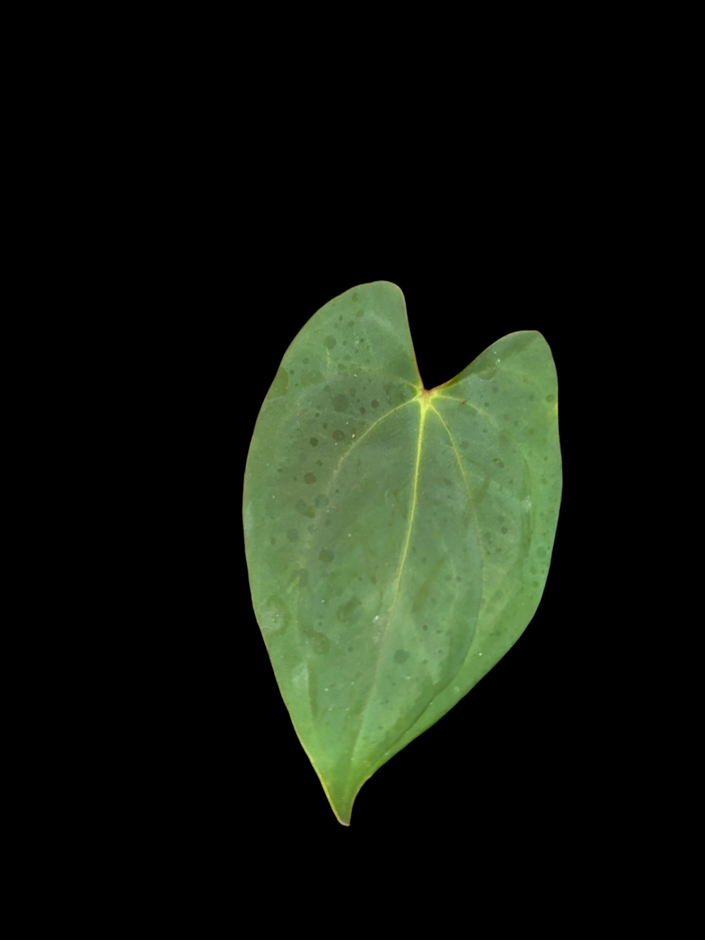 Anthurium BVIT (black velvet indo type)