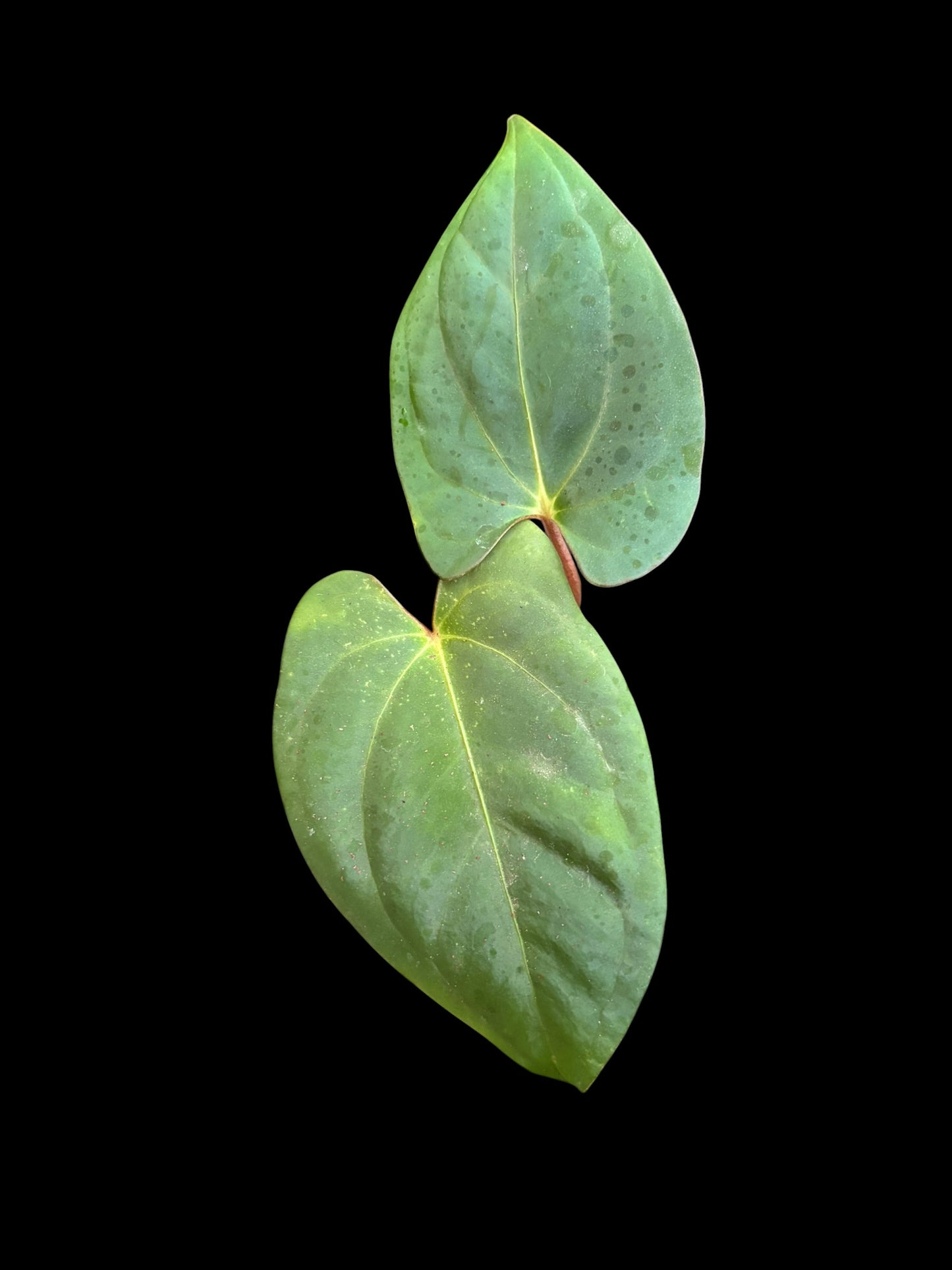 Anthurium BVIT (black velvet indo type)