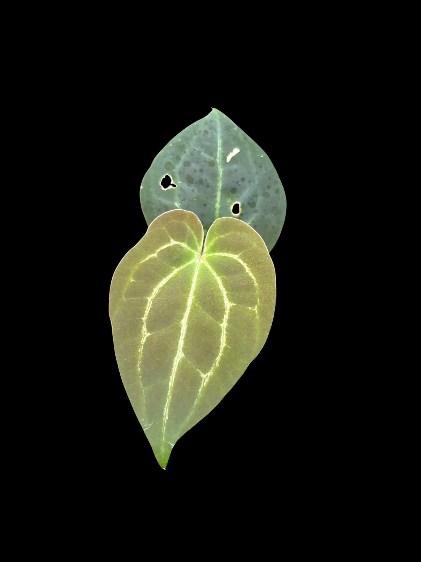 Anthurium crystallinum x AOS (ace of spades)