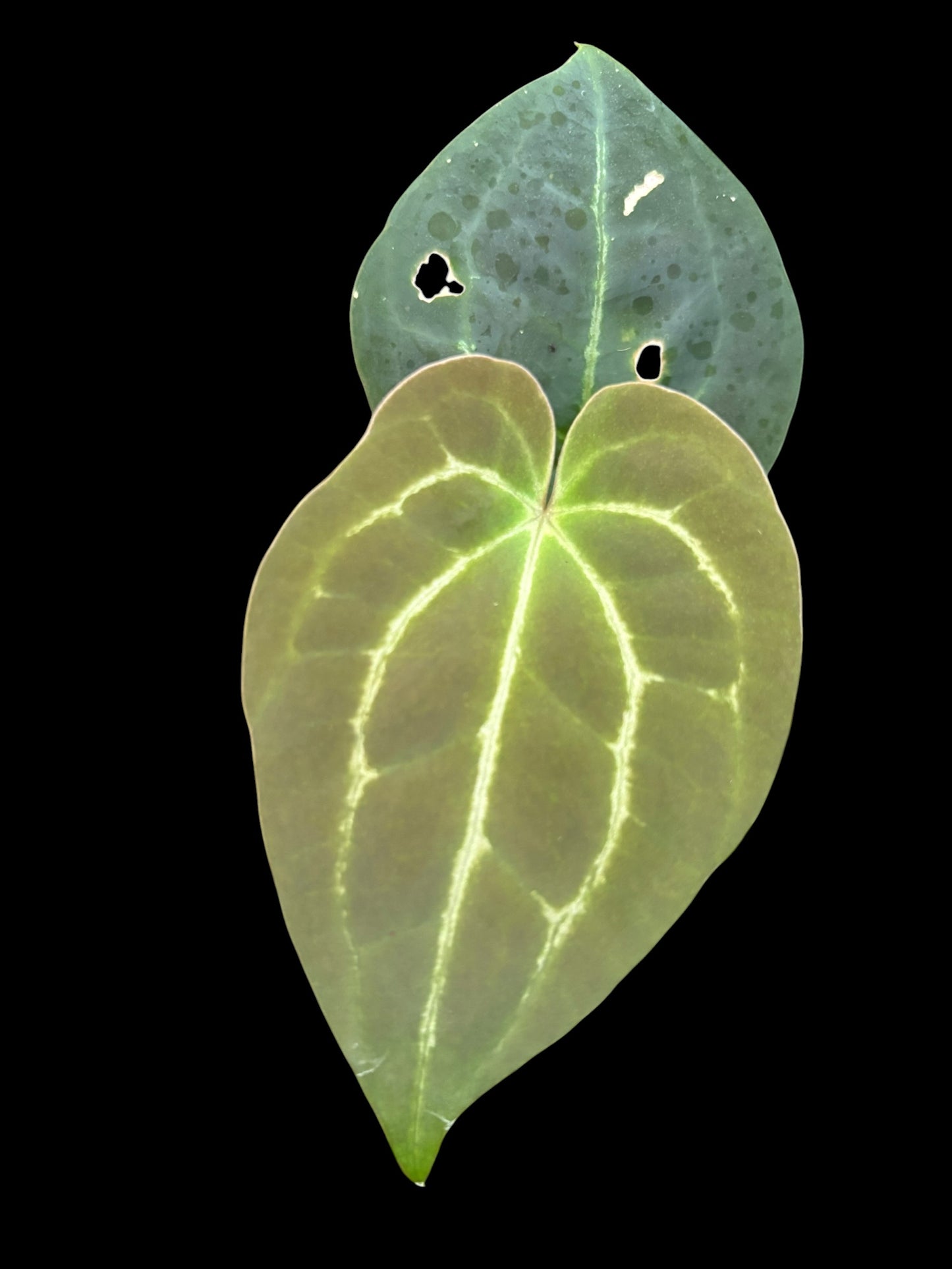Anthurium crystallinum x AOS (ace of spades)