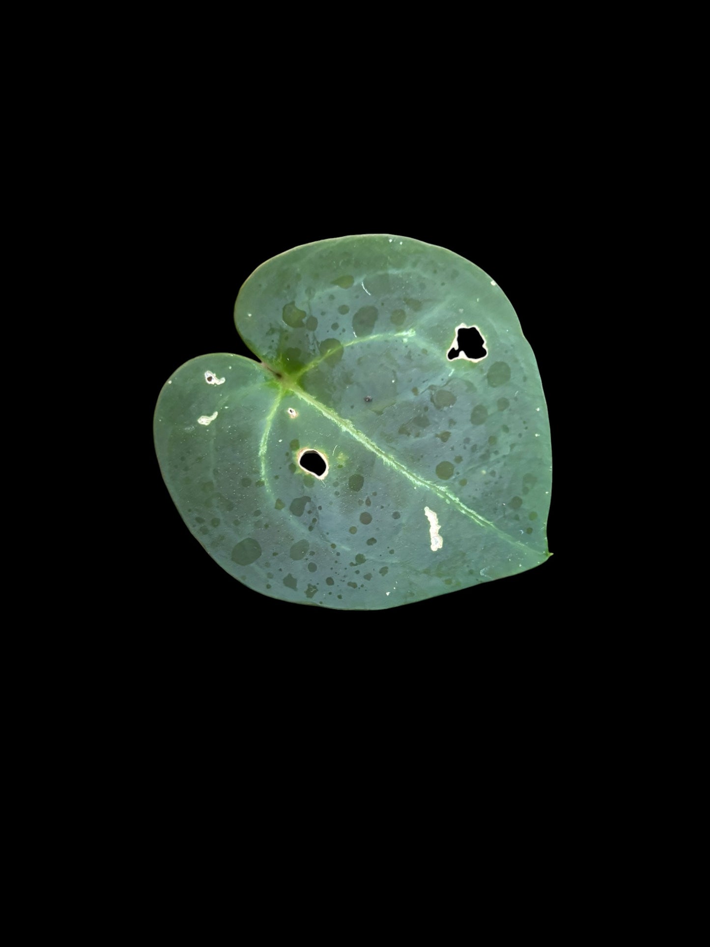 Anthurium crystallinum x AOS (ace of spades)