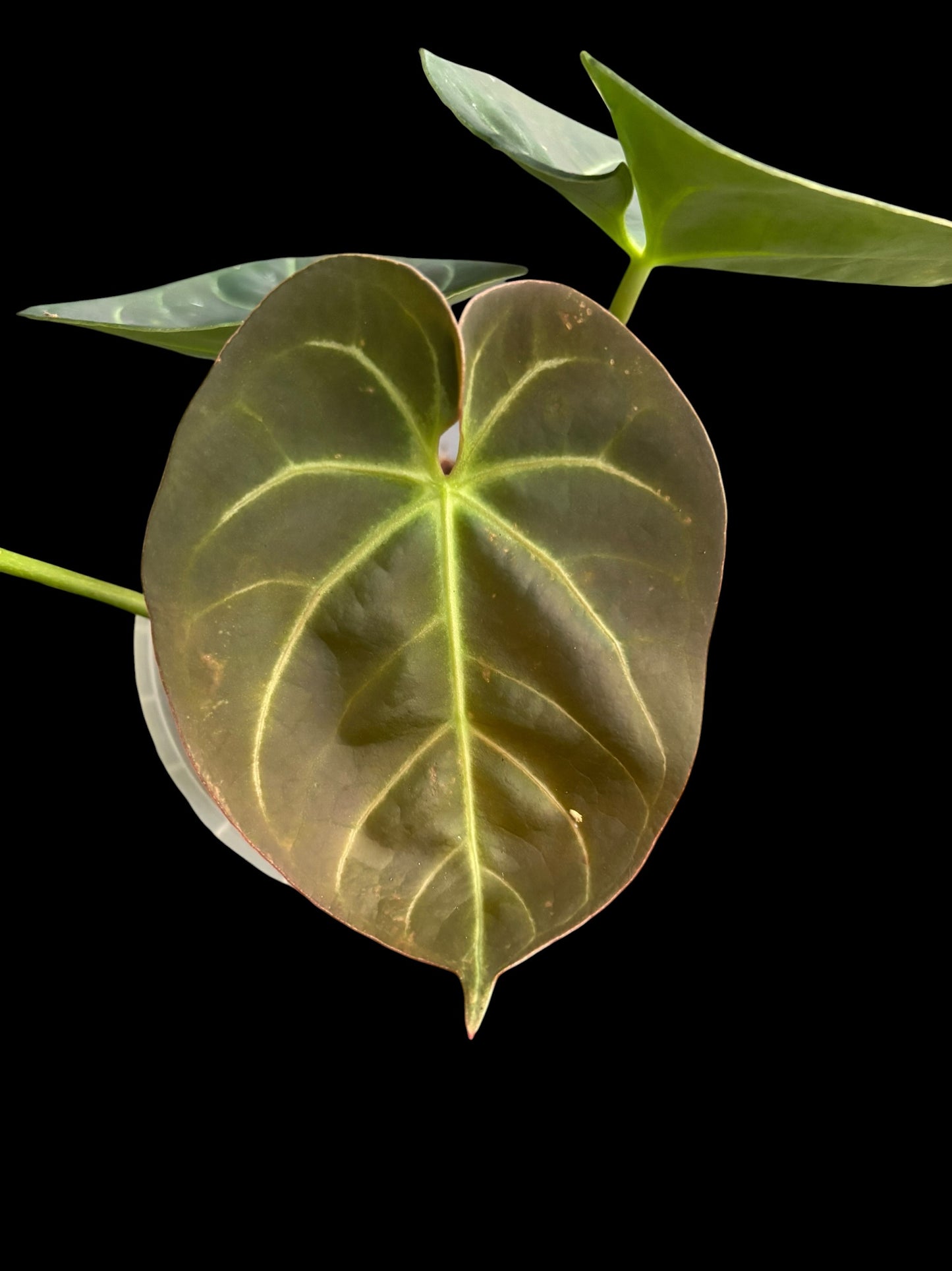 Anthurium indo dressleri