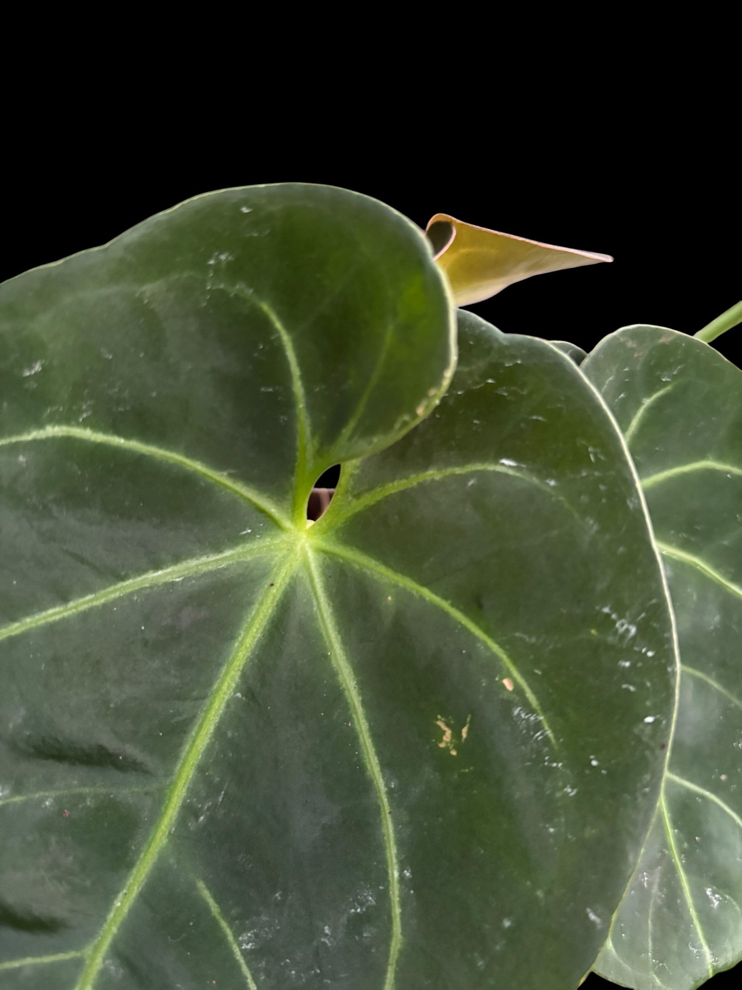 Anthurium indo dressleri