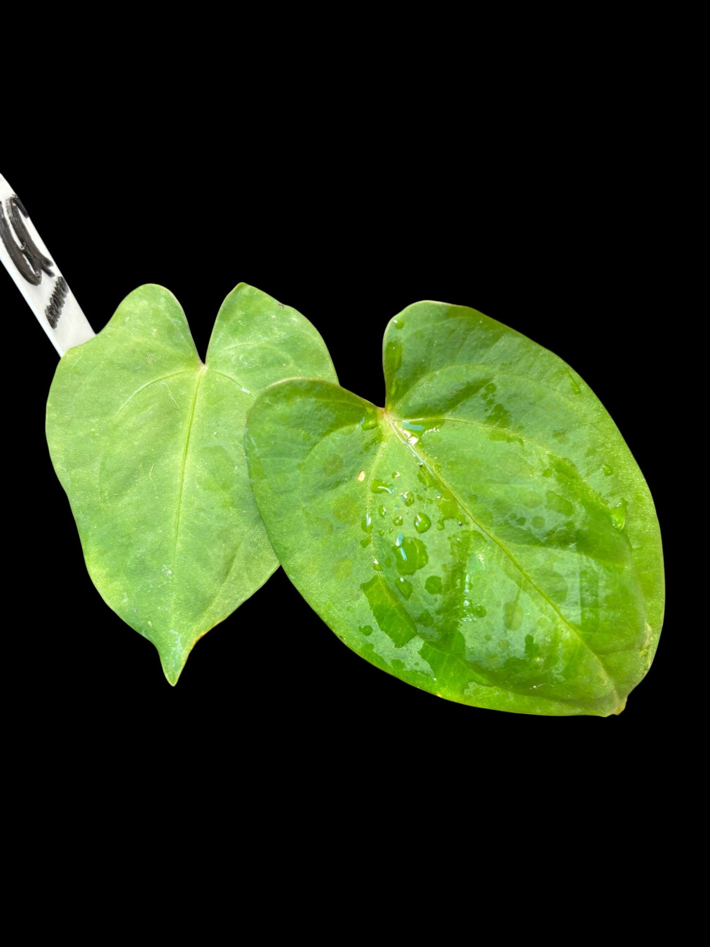 Anthurium dark phoenix