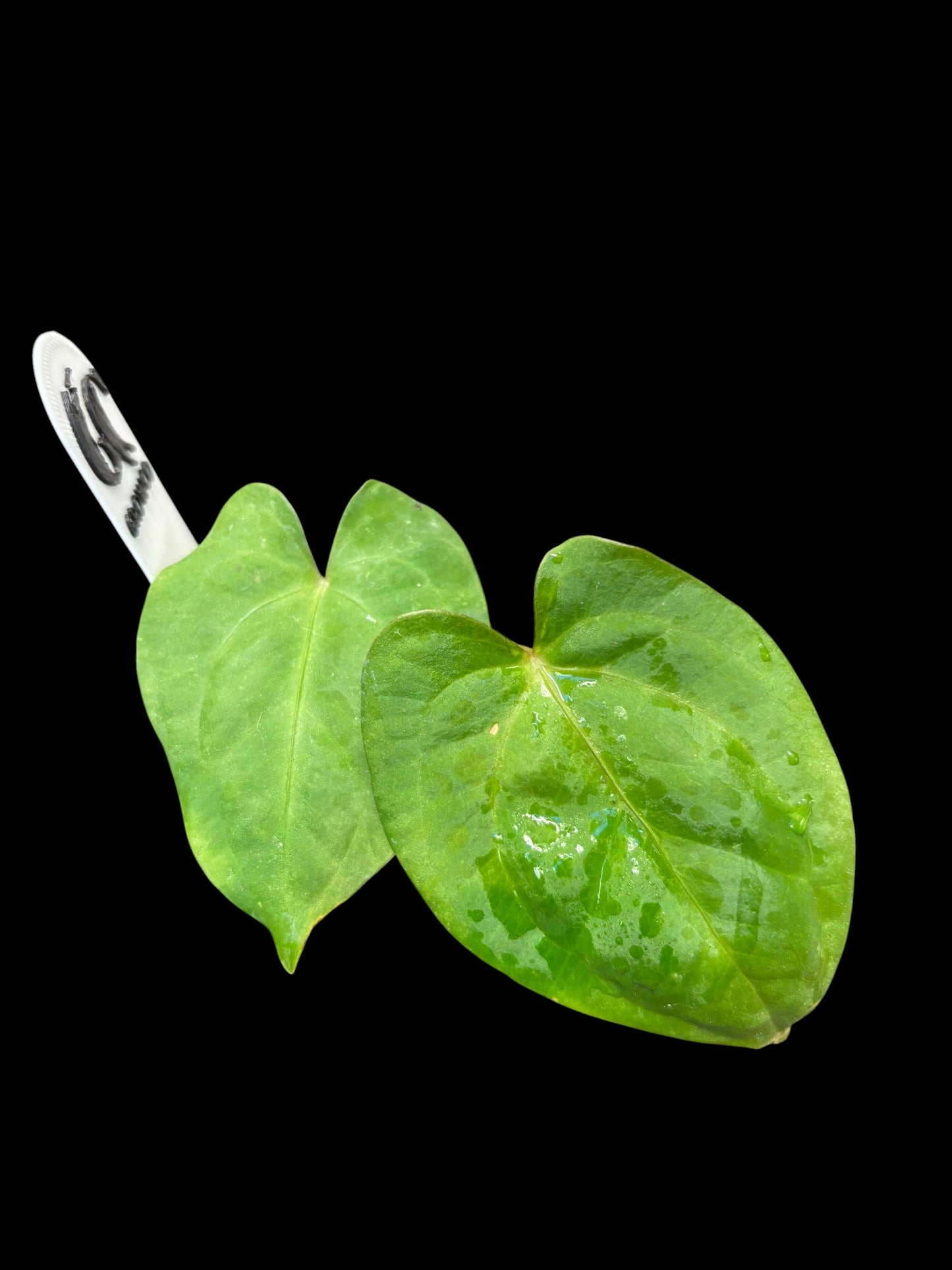 Anthurium dark phoenix
