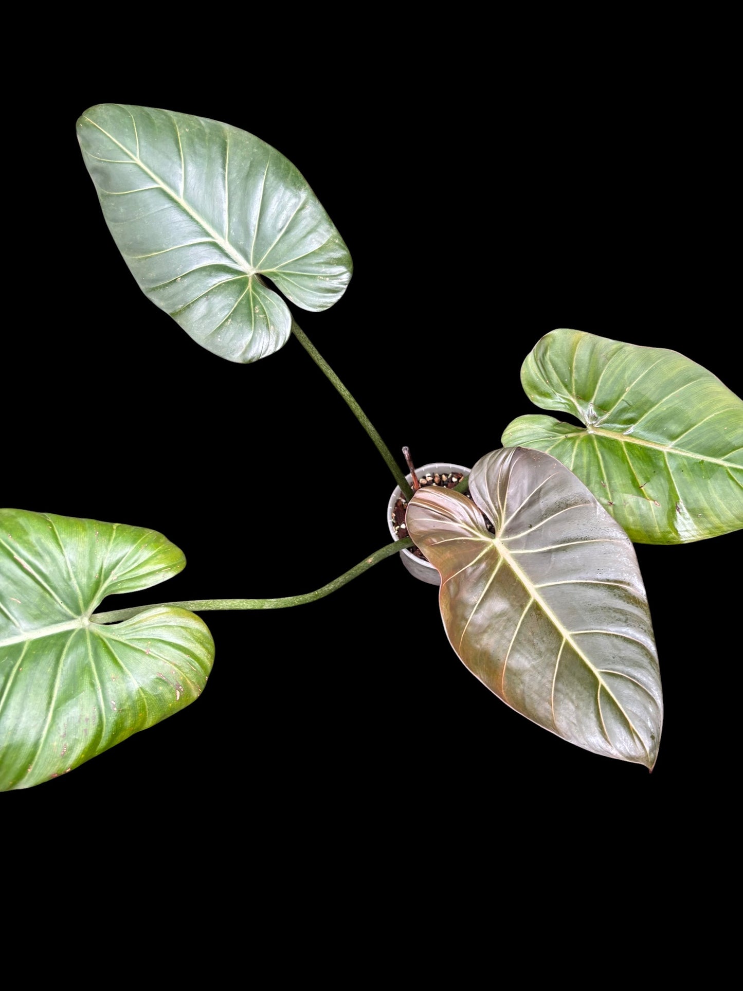 Philodendron summer glory