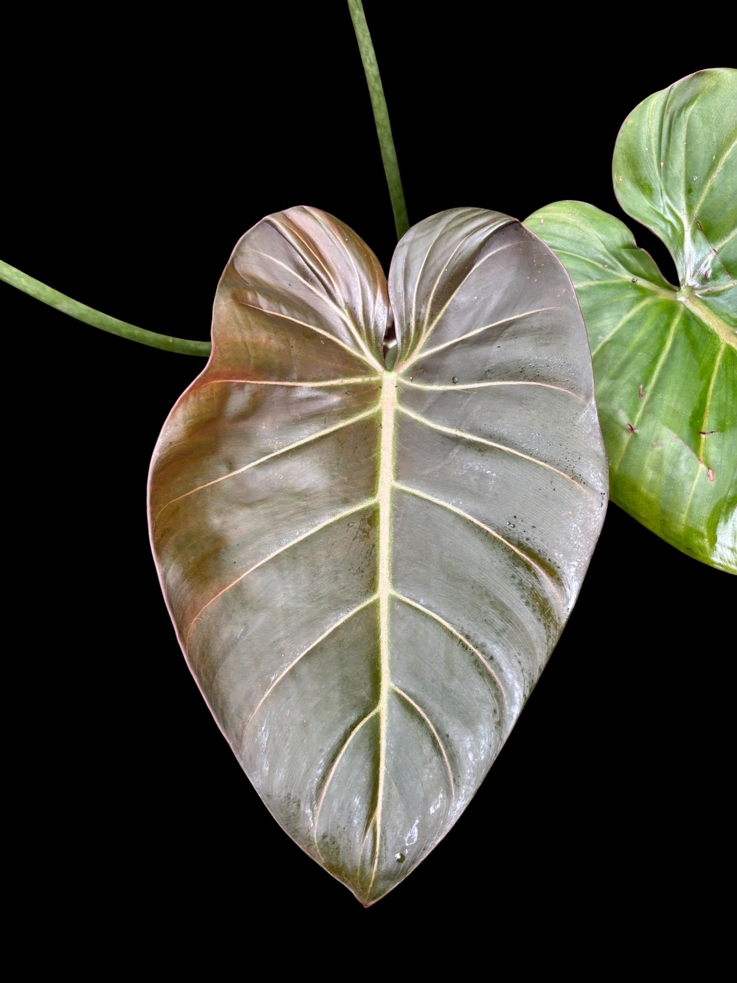 Philodendron summer glory