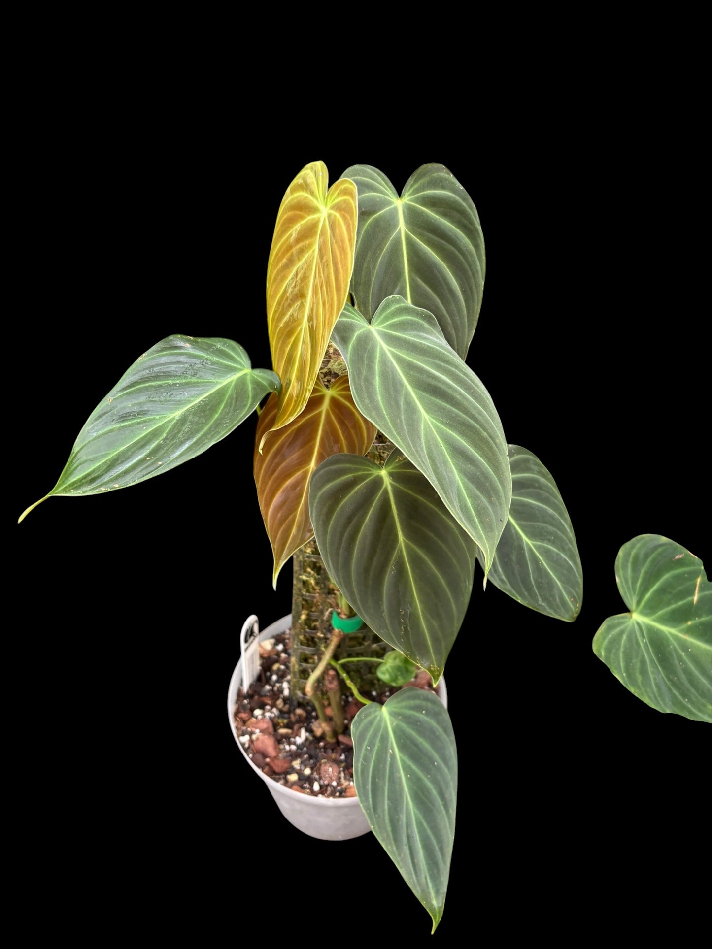 Philodendron splendid