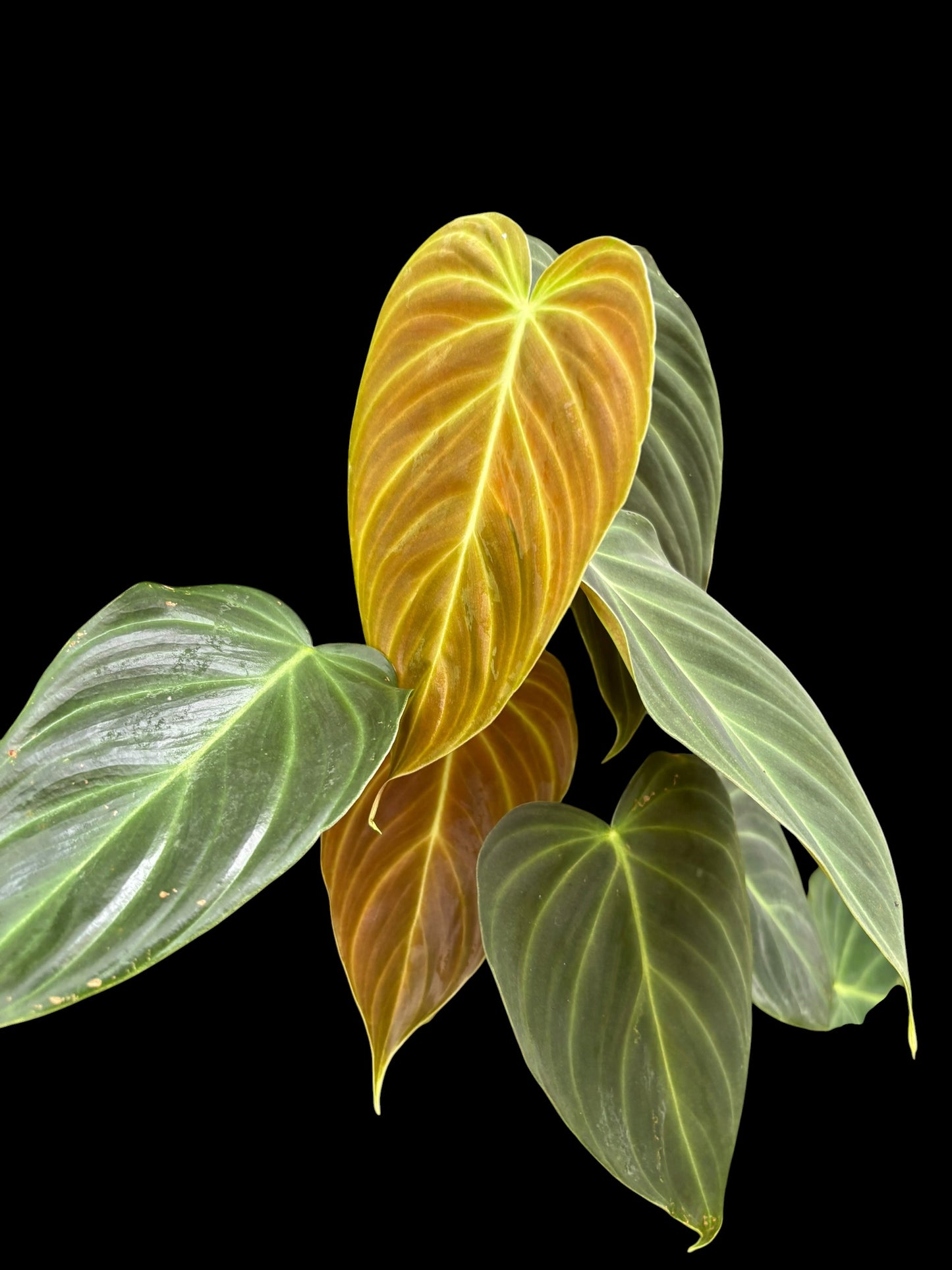 Philodendron splendid